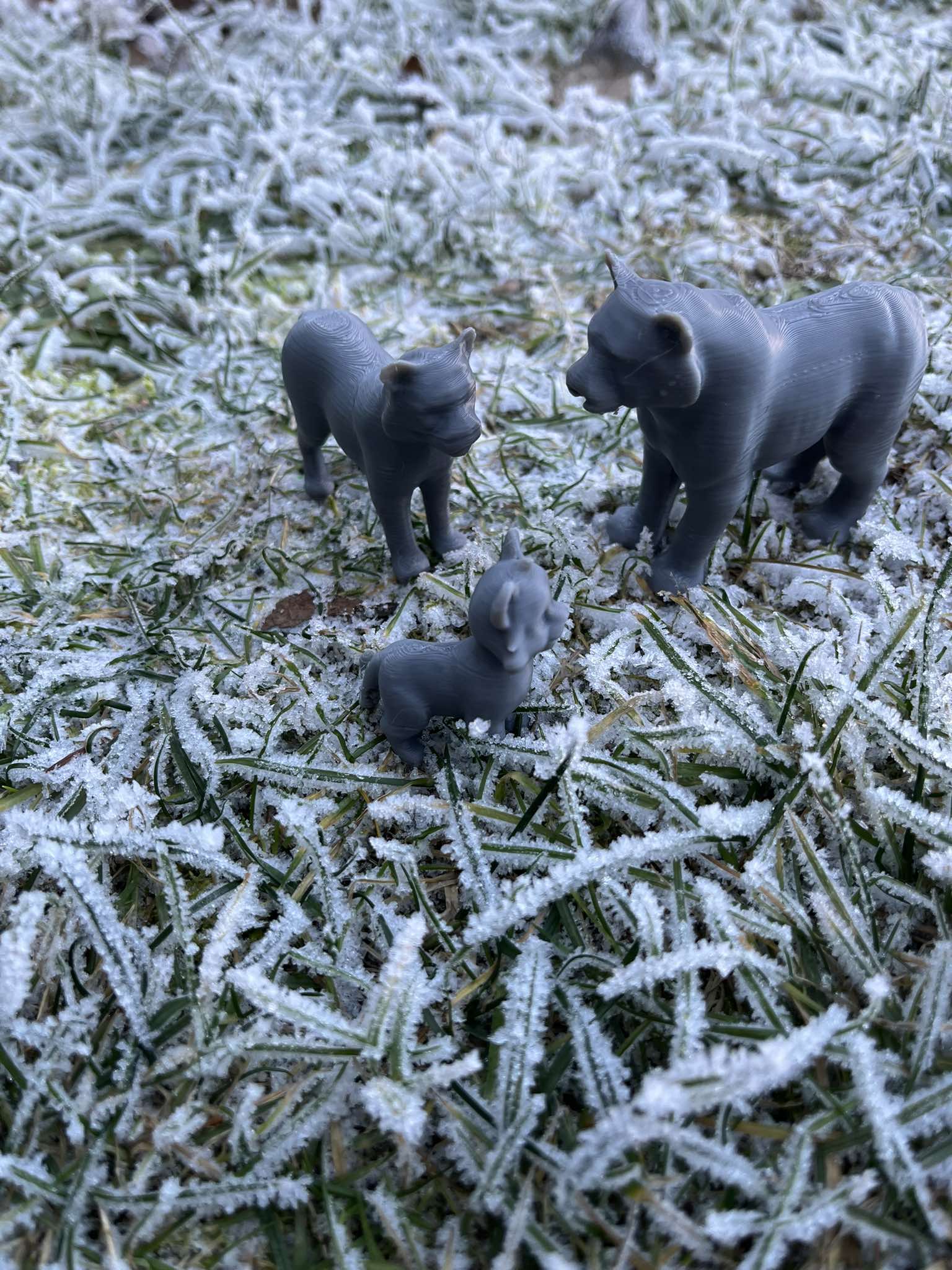 Tiger family — miniatura 5