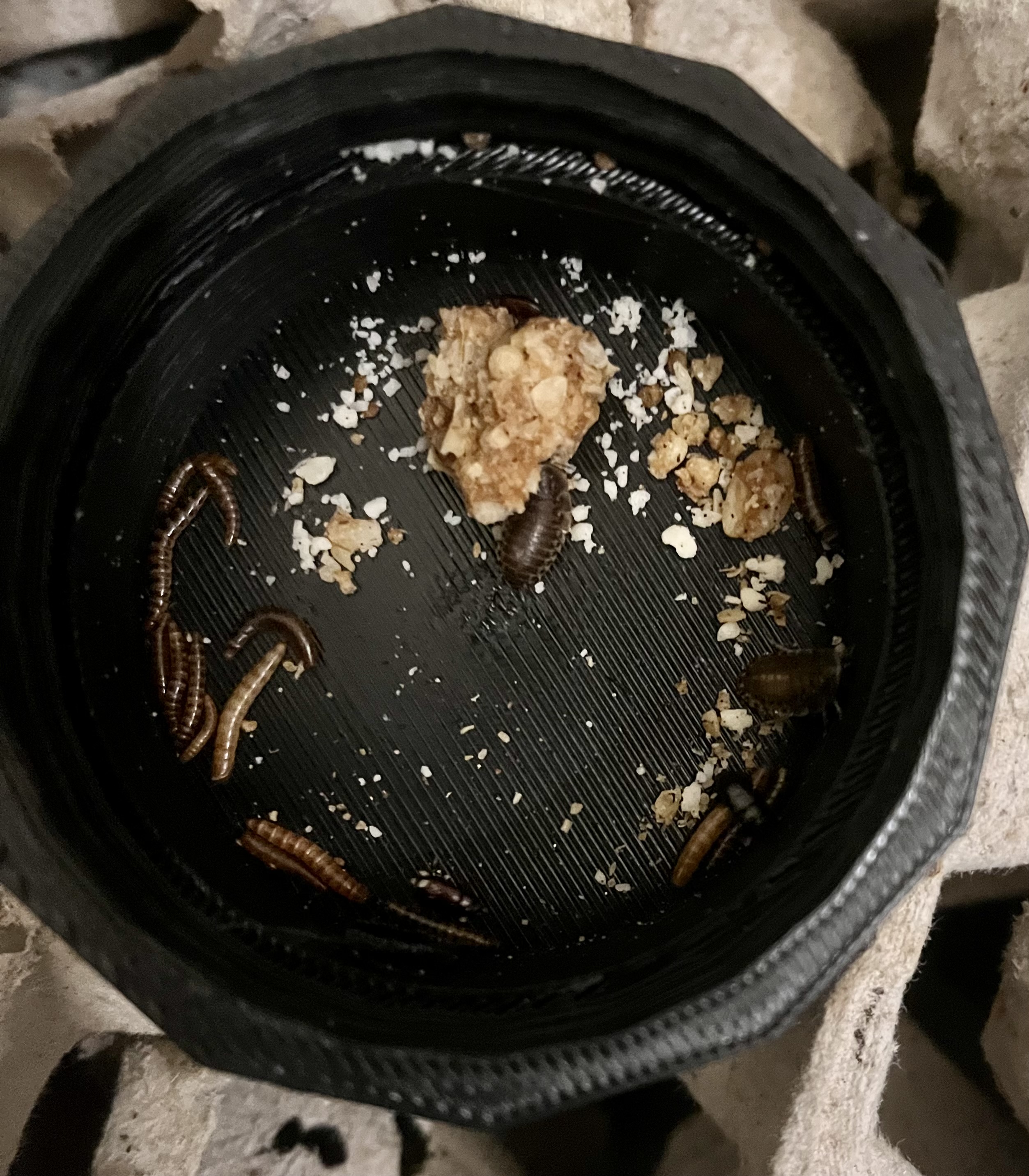 Cockroach and Insect Sorting Accessory