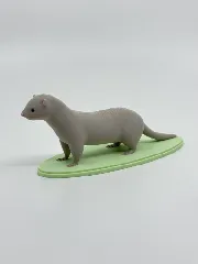 Ferret