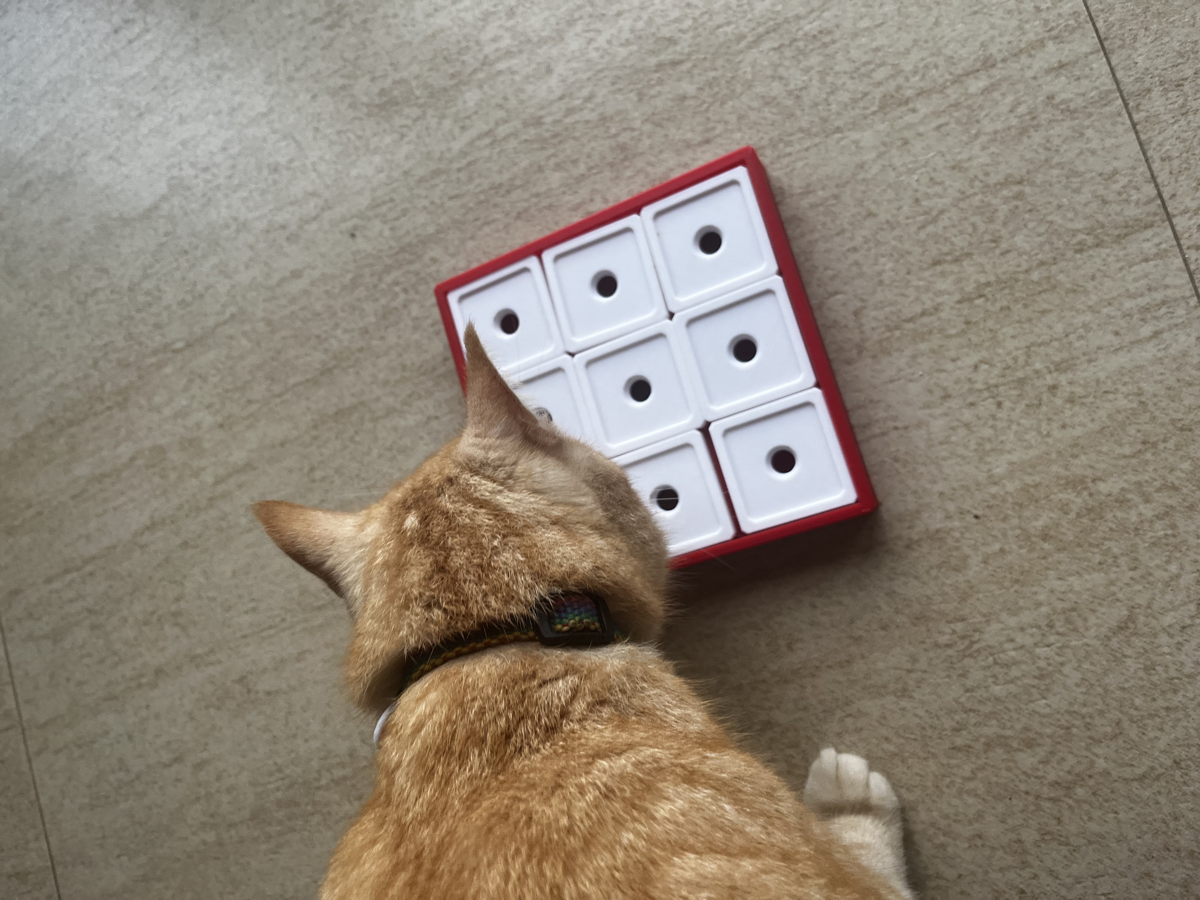 Cat toy