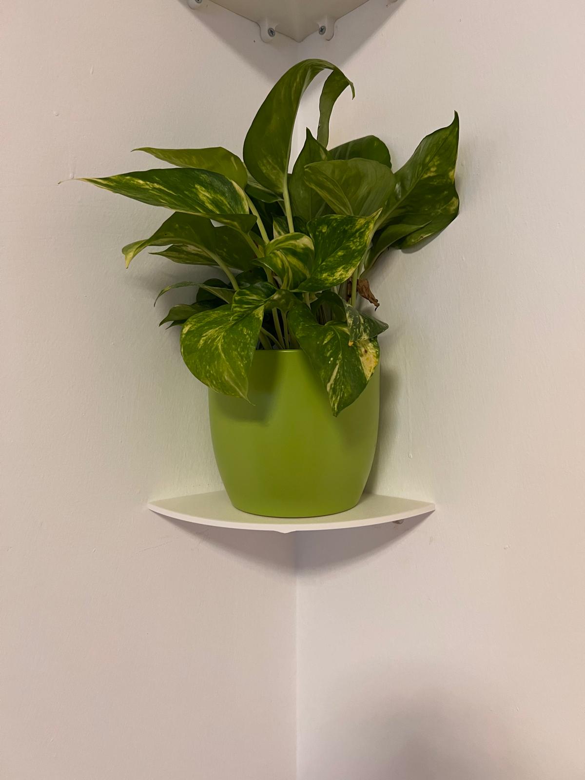 Corner shelf for plants and flowers