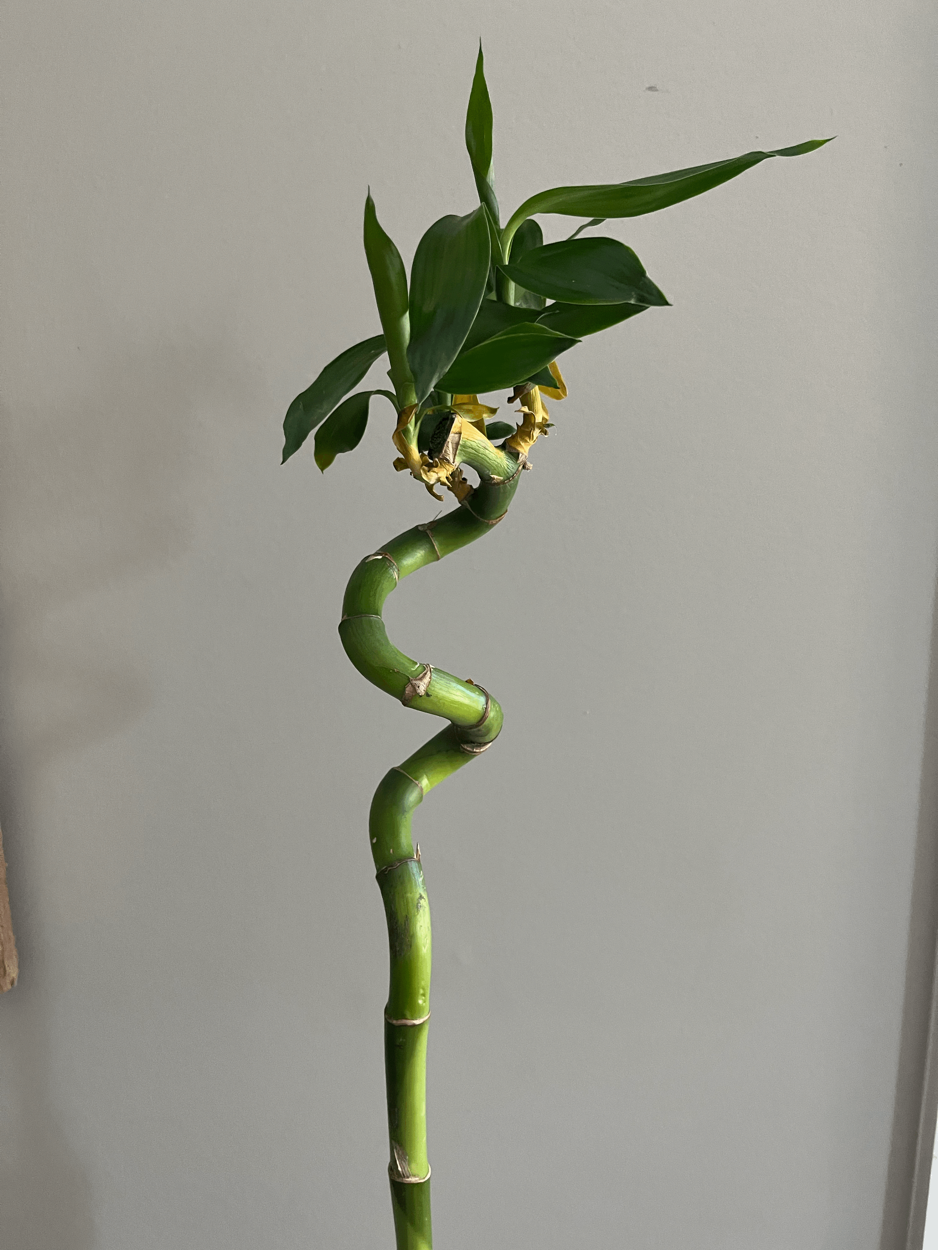 IKEA Dracaena Plant Clip by Rhombi | Download free STL model |  Printables.com