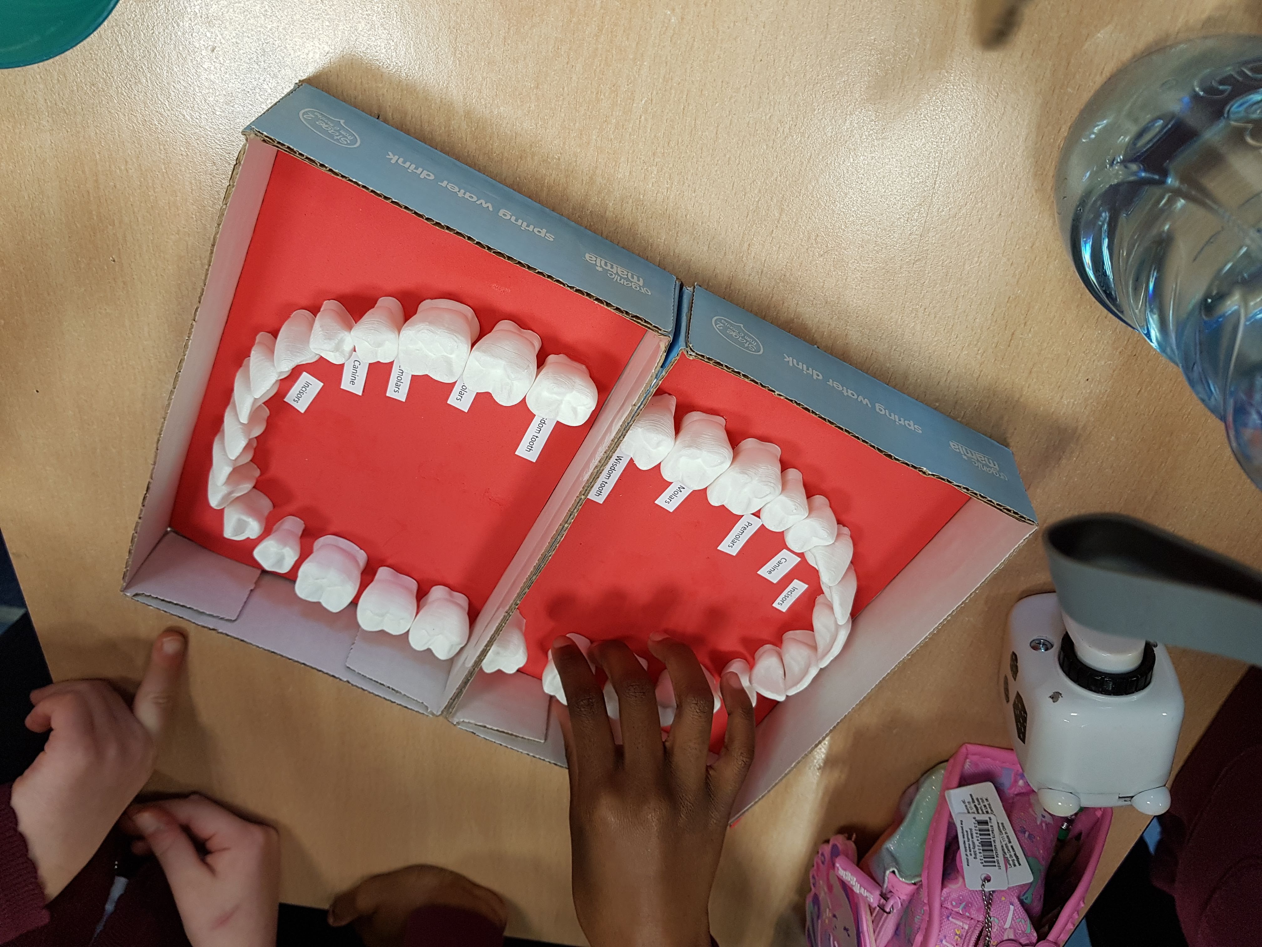 Adult Teeth Models for learning tooth morphology