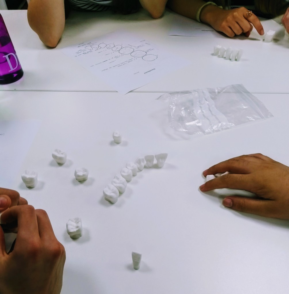 Adult Teeth Models for learning tooth morphology — miniatura 3