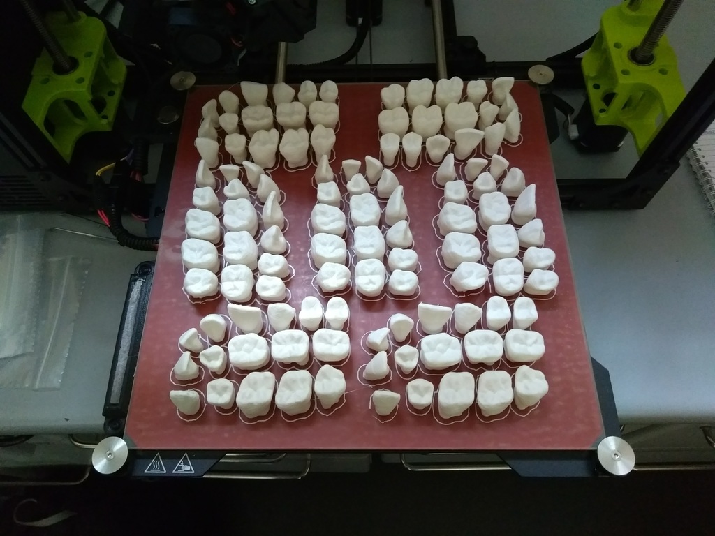 Adult Teeth Models for learning tooth morphology — miniatura 2