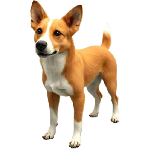 Dog Model Basenji