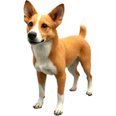 Dog Model Basenji