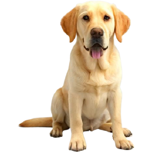 Dog Labrador Sitting Model