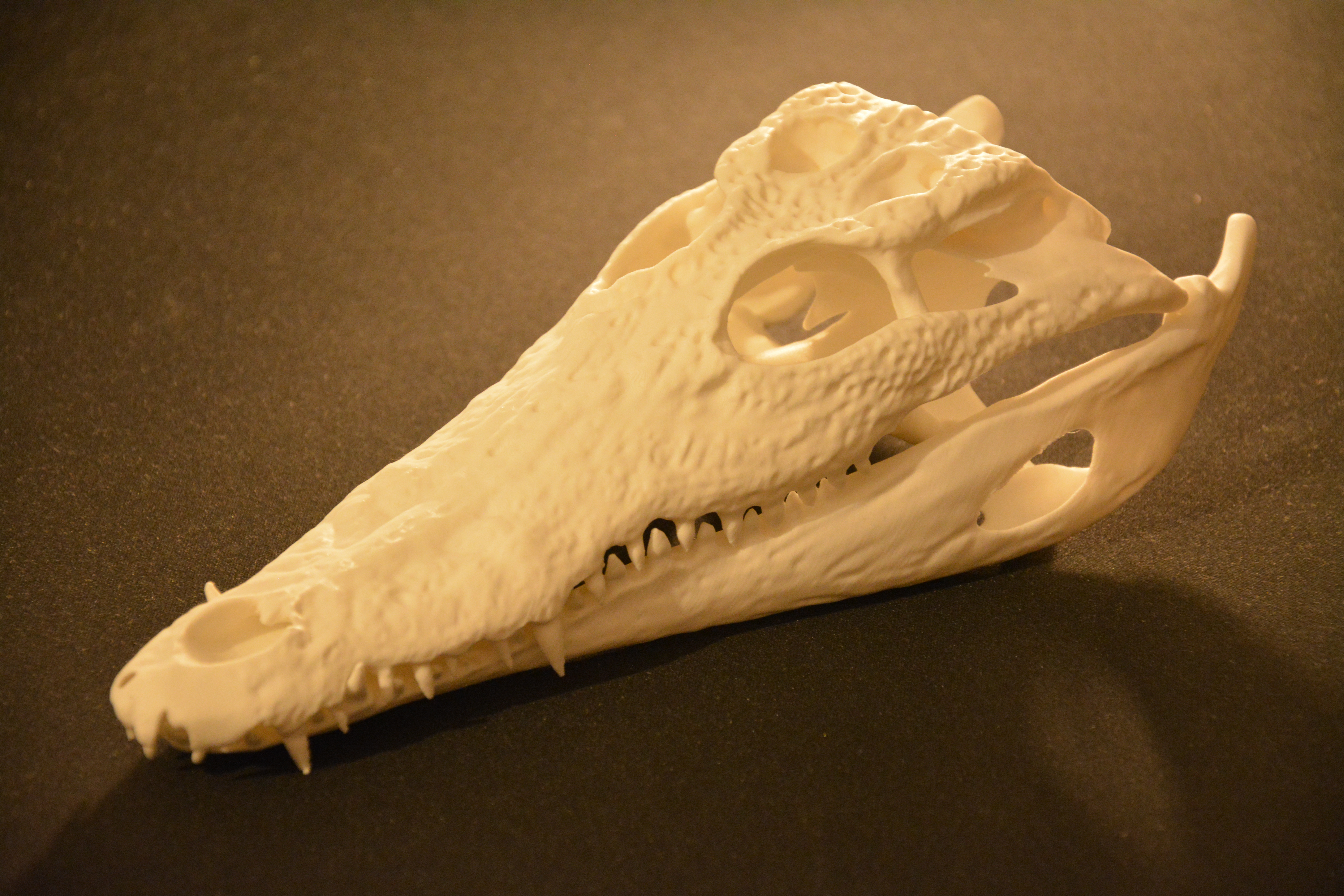 Crocodile Skull | Ultra Realistic