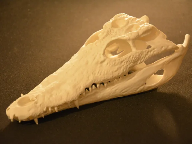 Crocodile Skull | Ultra Realistic