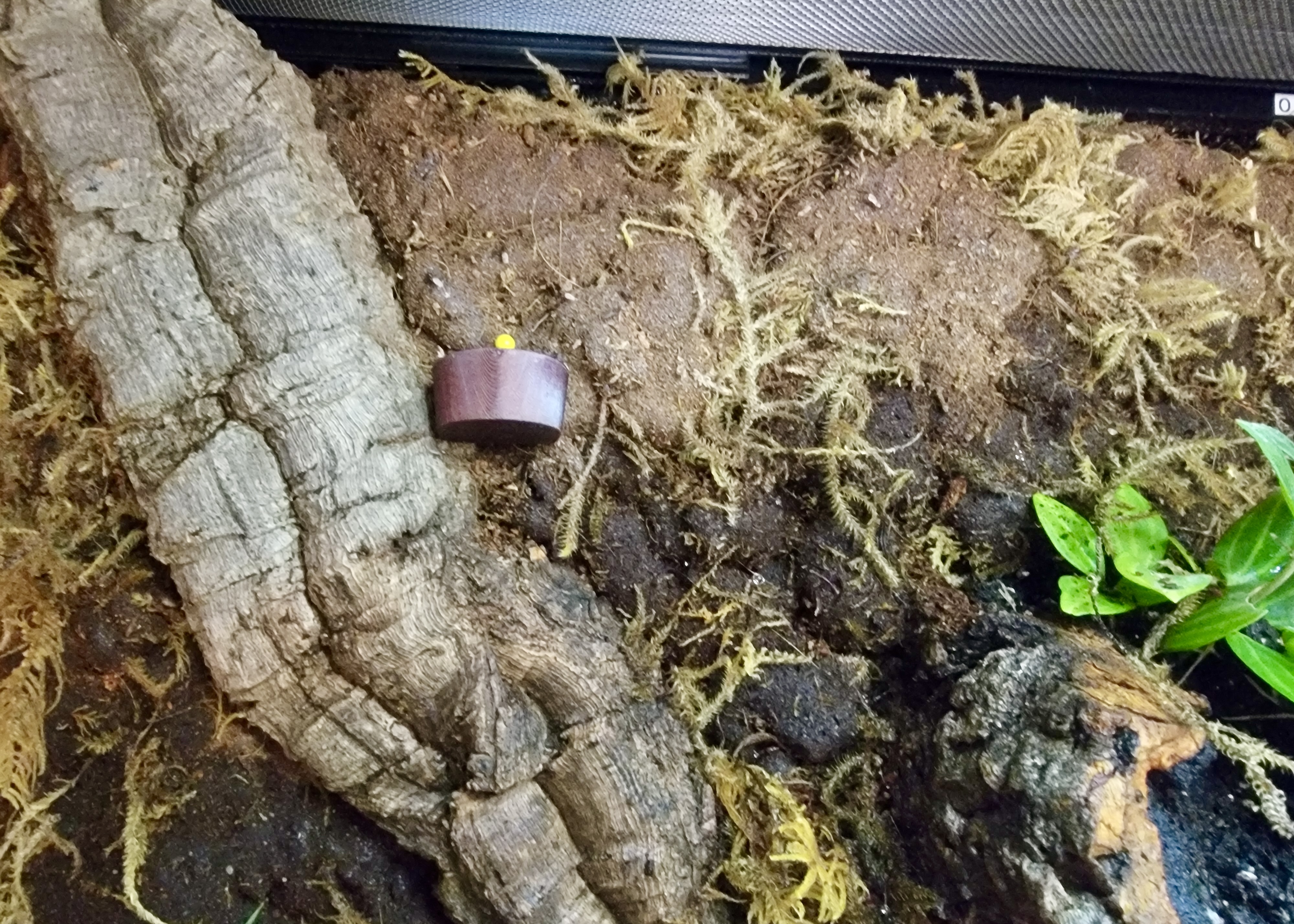 Pinnable Feeding Dish — thumbnail 3