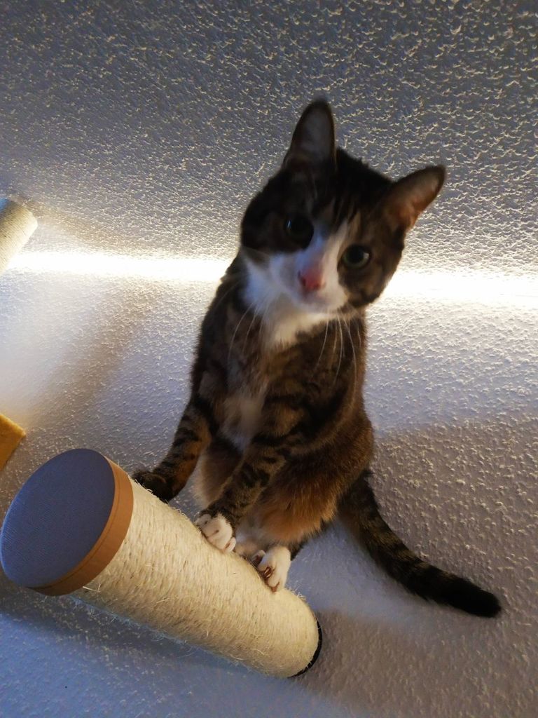 Wall mount for cats sisal scratch pole
