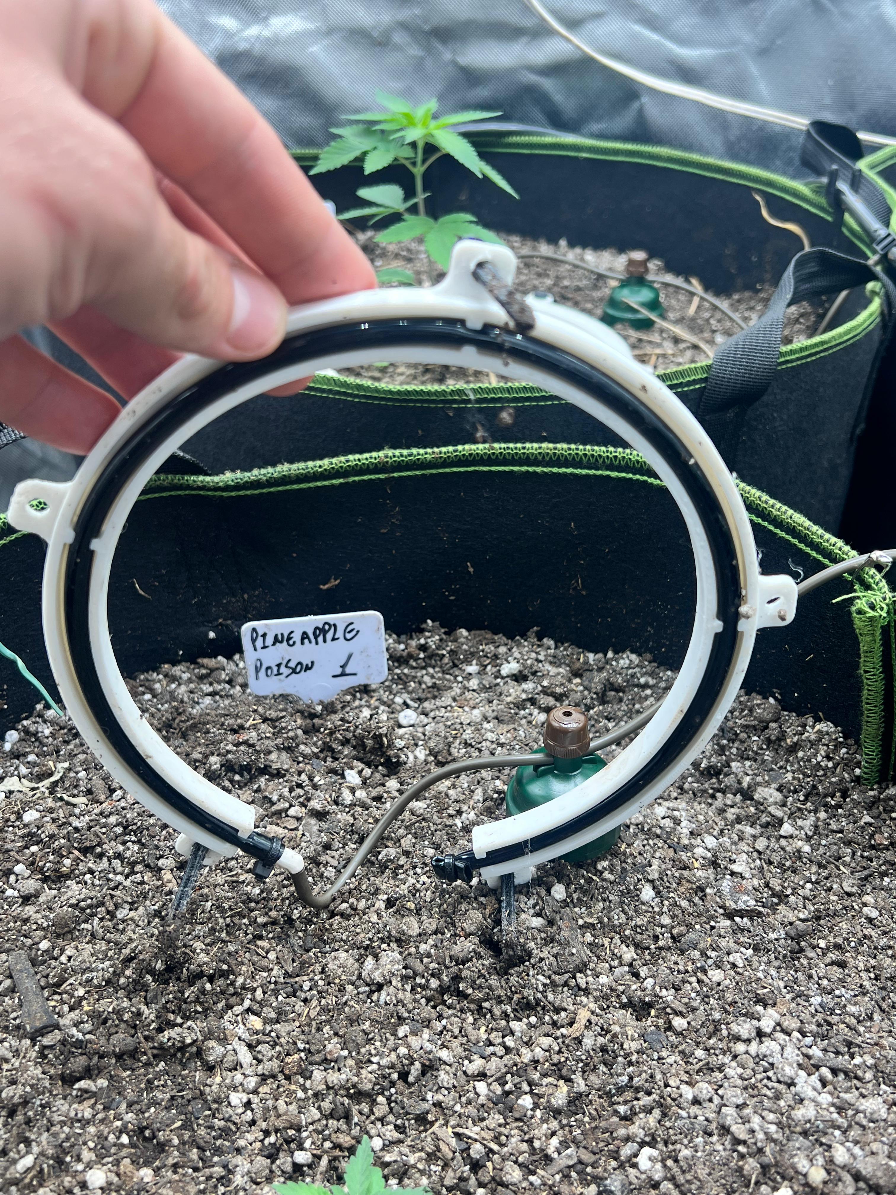 Drip ring for blumat system