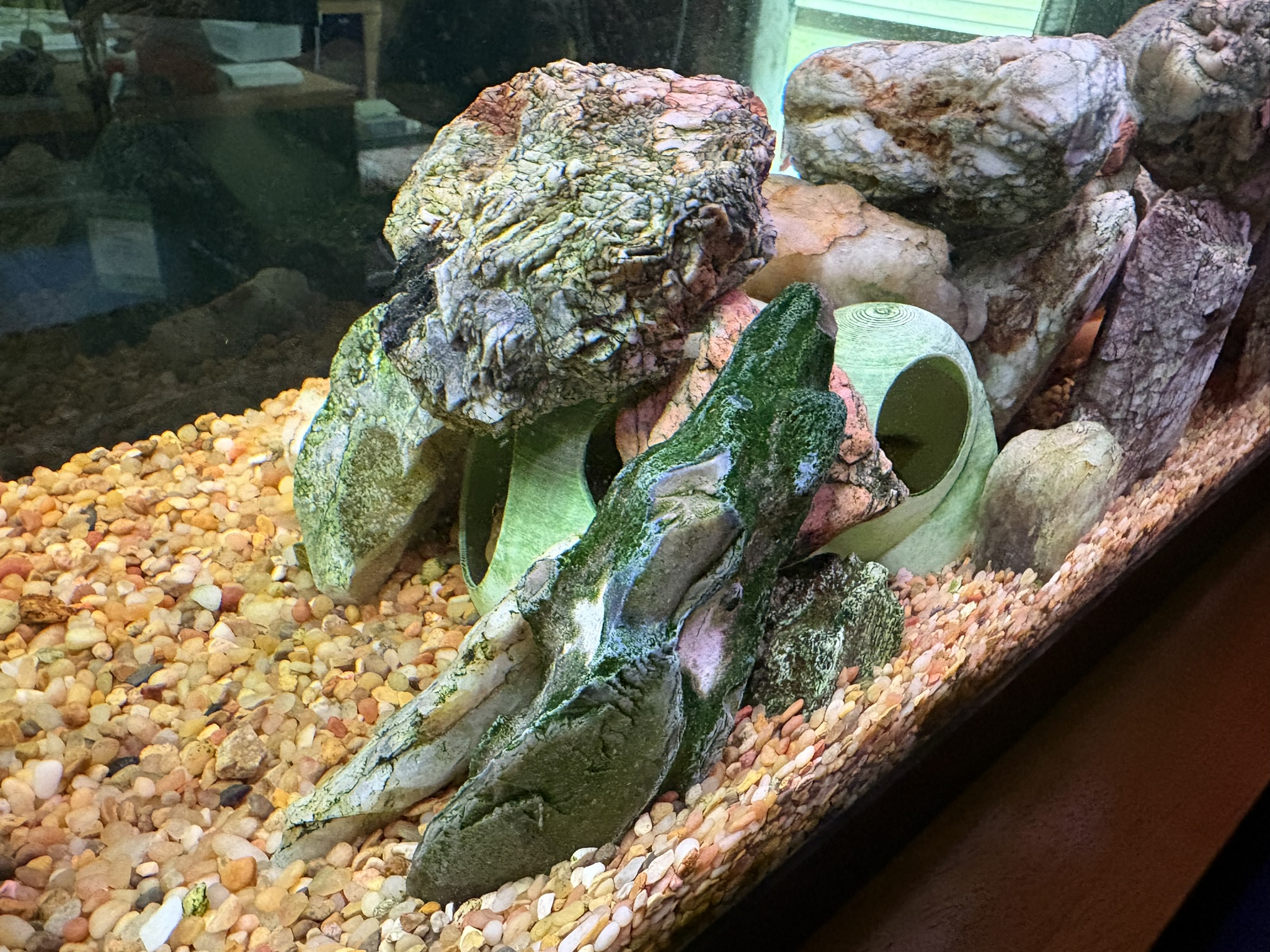 Aquarium Fish Cave