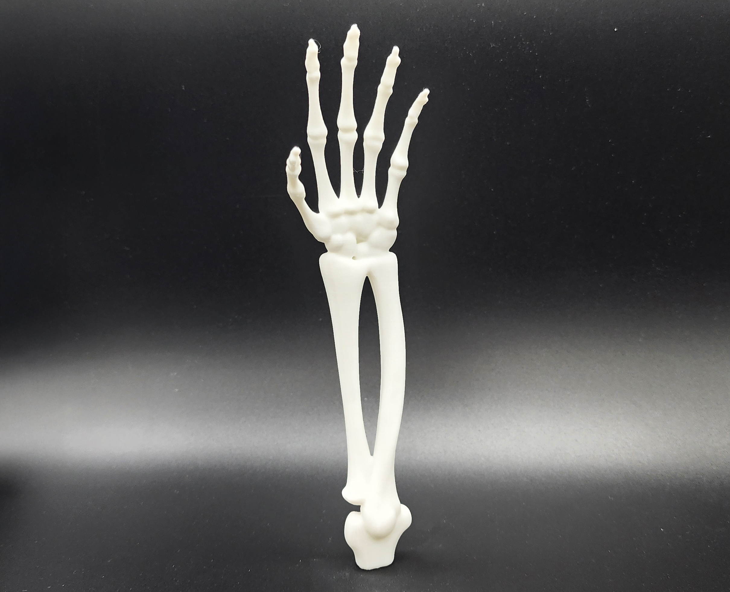 Skeletal Forearm & Hand — thumbnail 2