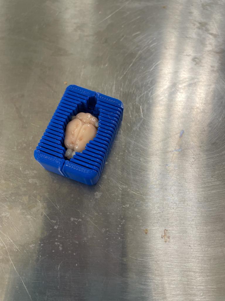 Rat Brain Slicer — miniatura 2