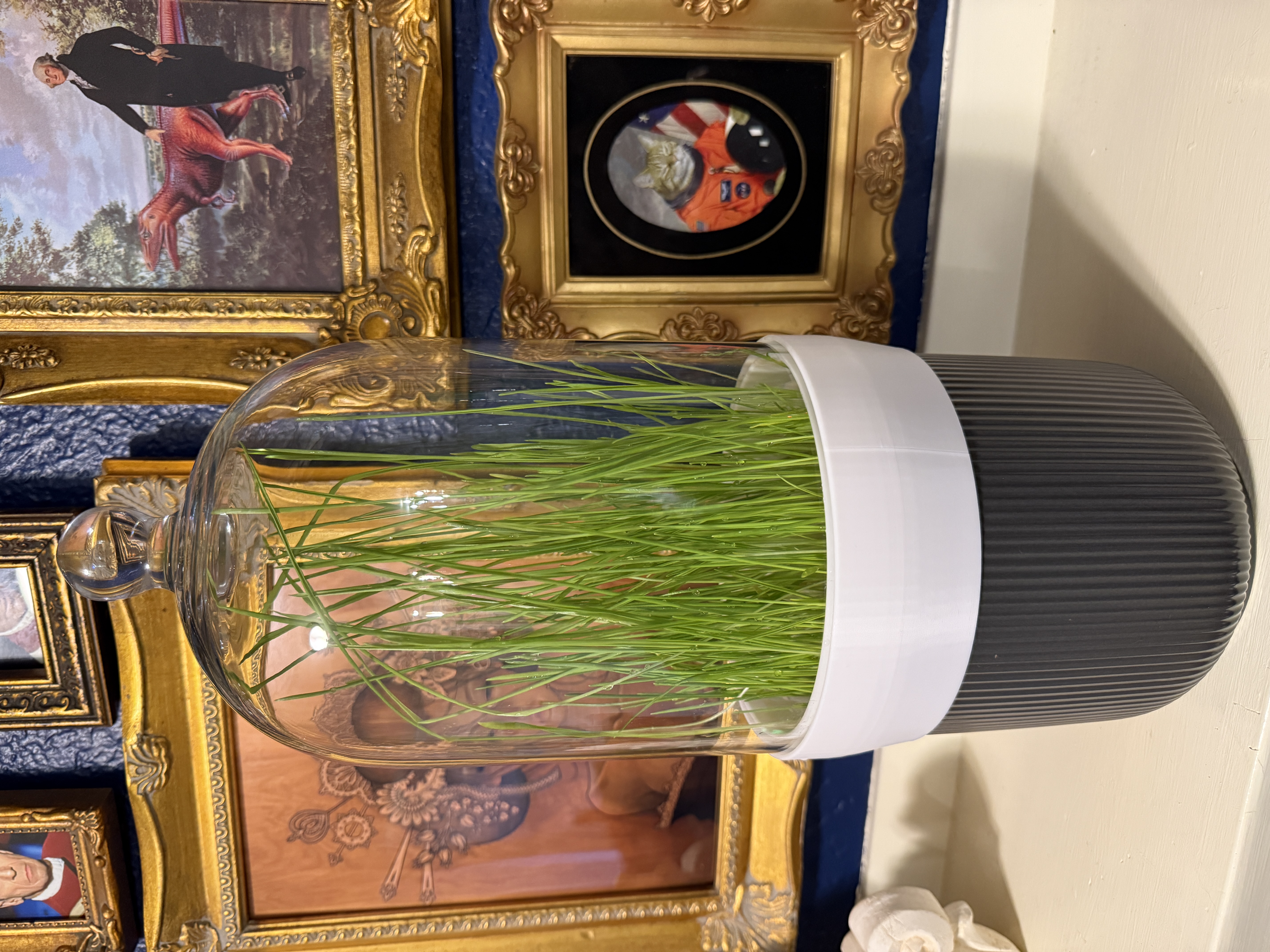 Mini greenhouse using Ikea Morgontidig bell cloche to Gradvis flower pot adapter