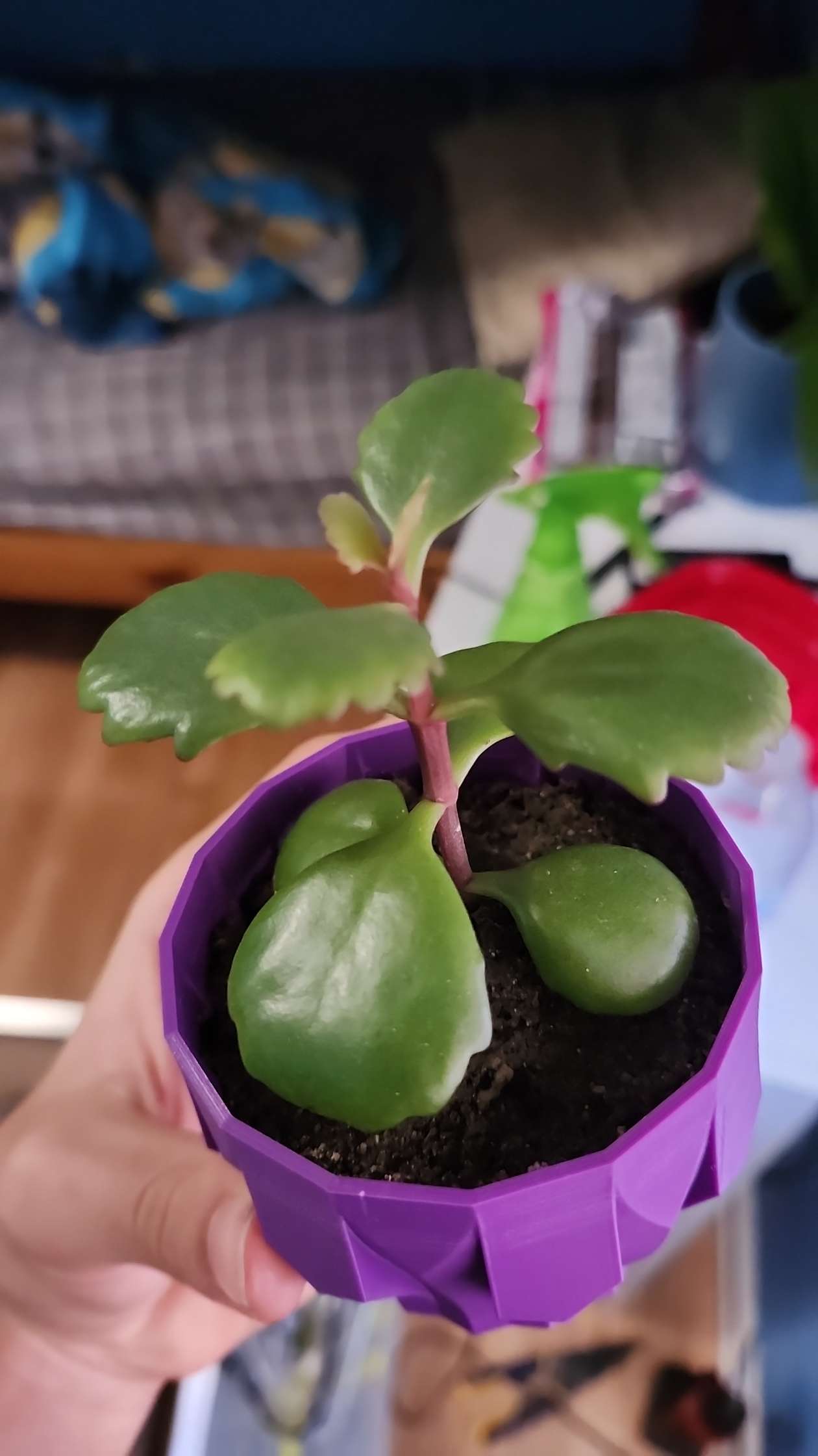 Succulent Pot — miniatura 3