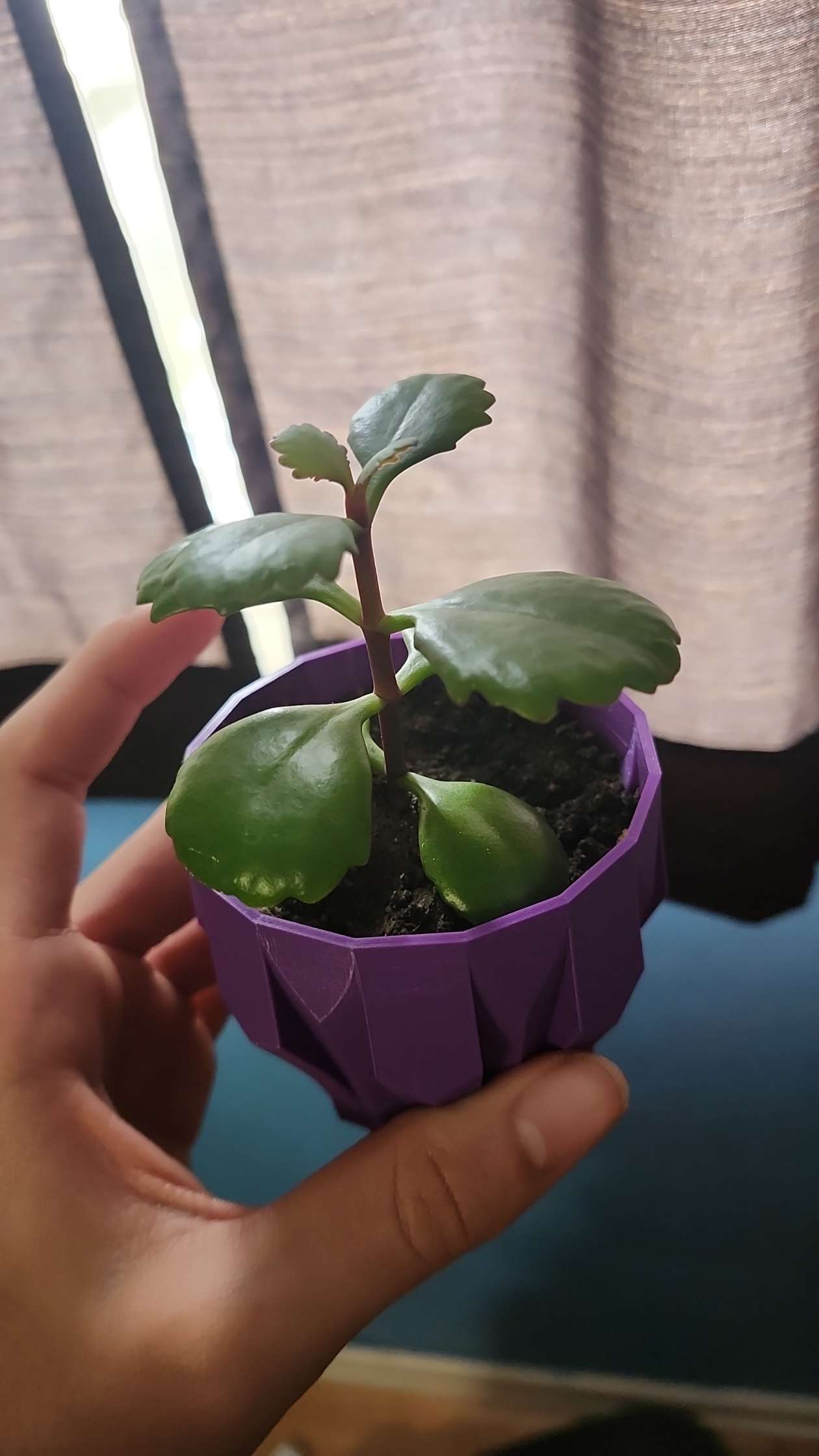 Succulent Pot — miniatura 2