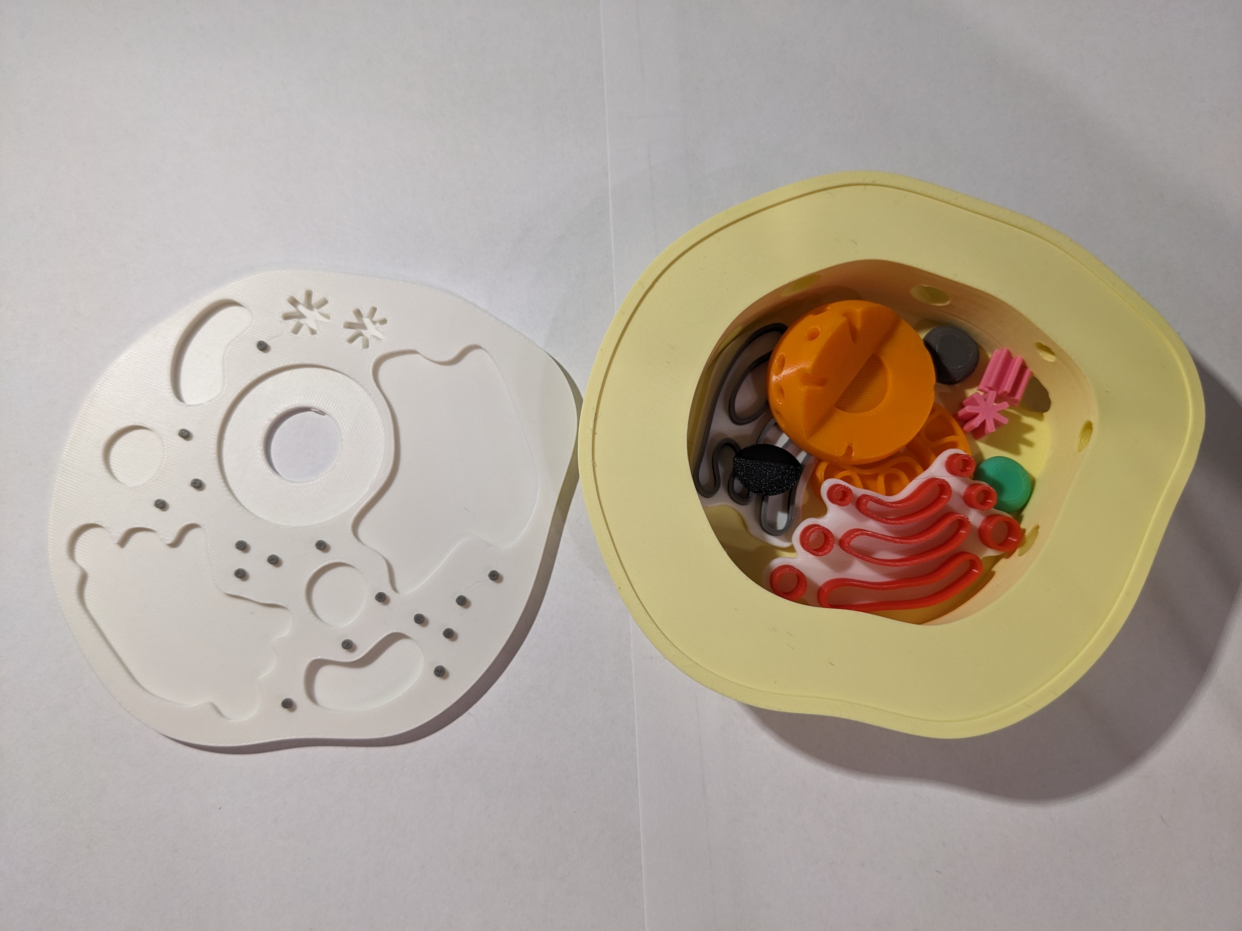 Miniatura 2 do modelo 3D Animal cell model