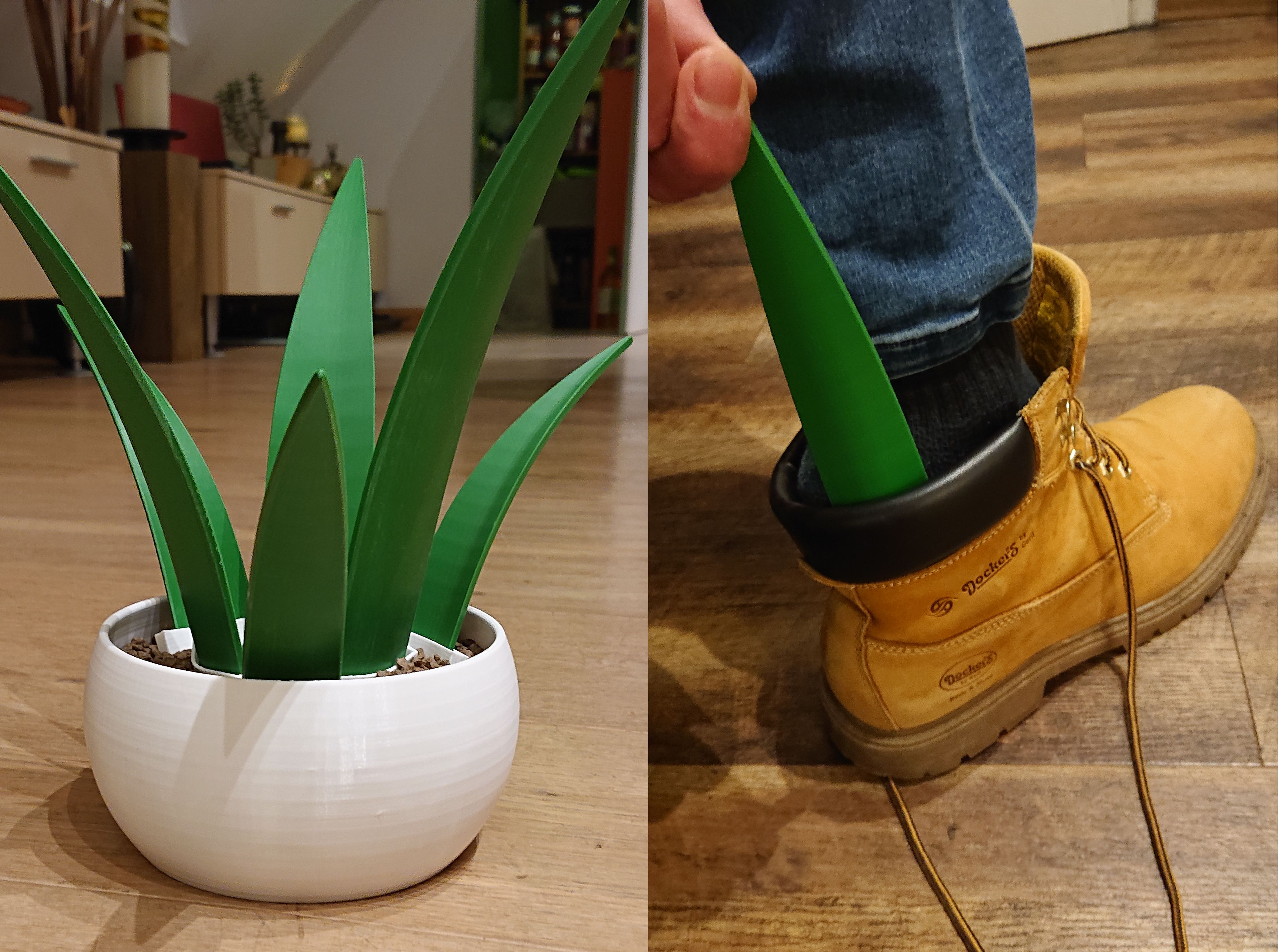Shoehorn Plant