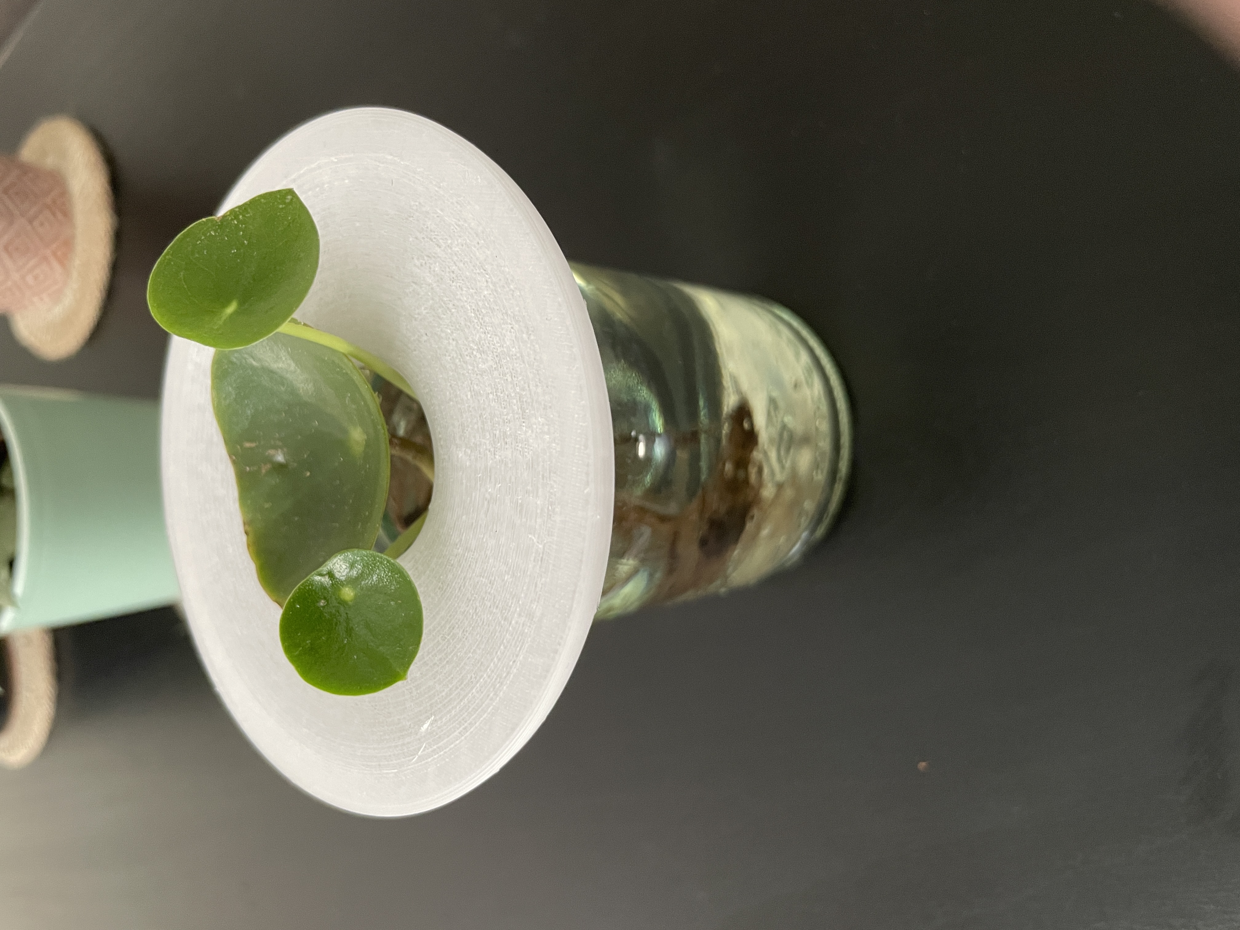 Propagation plate for Hydroponics