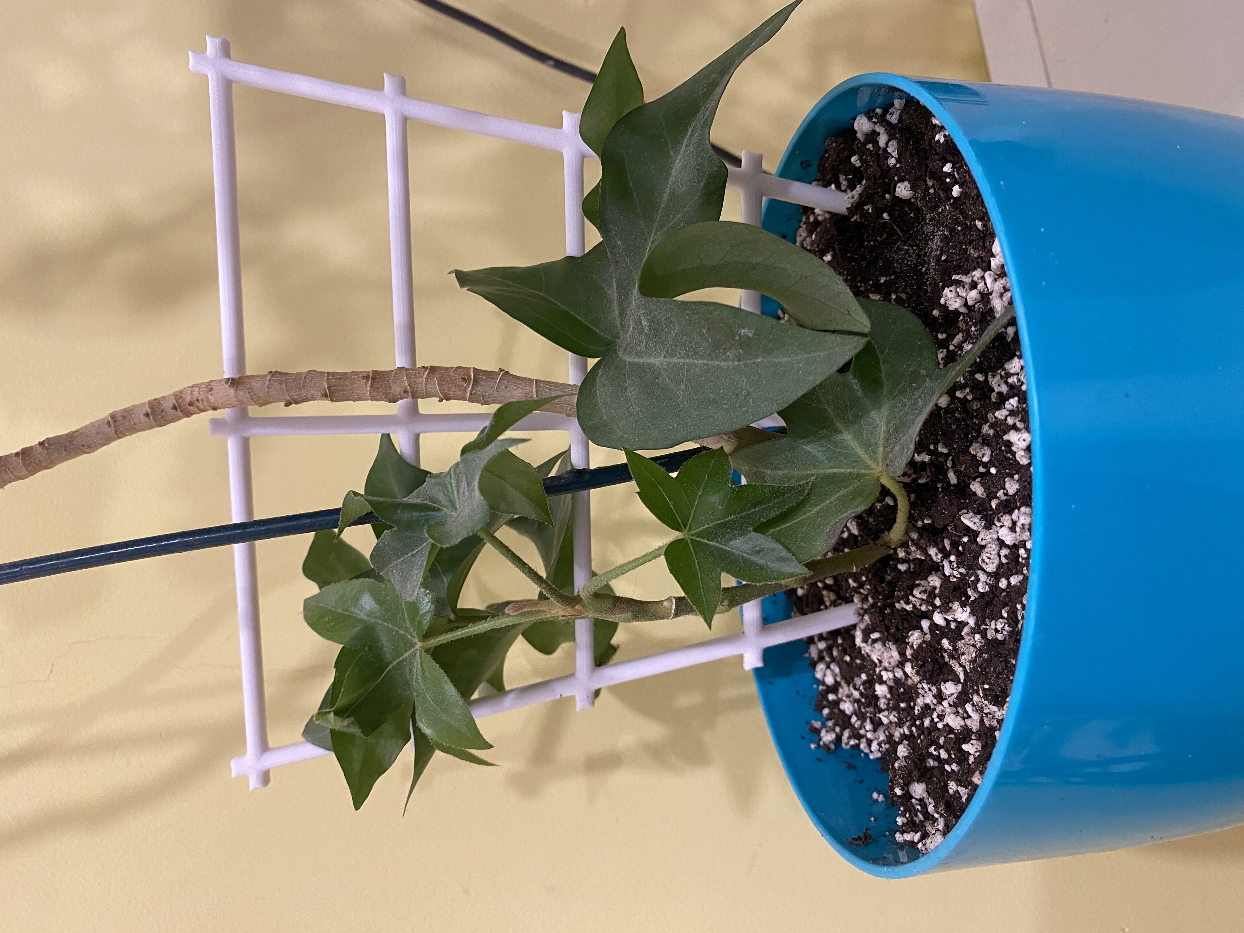 Basic Plant Trellis