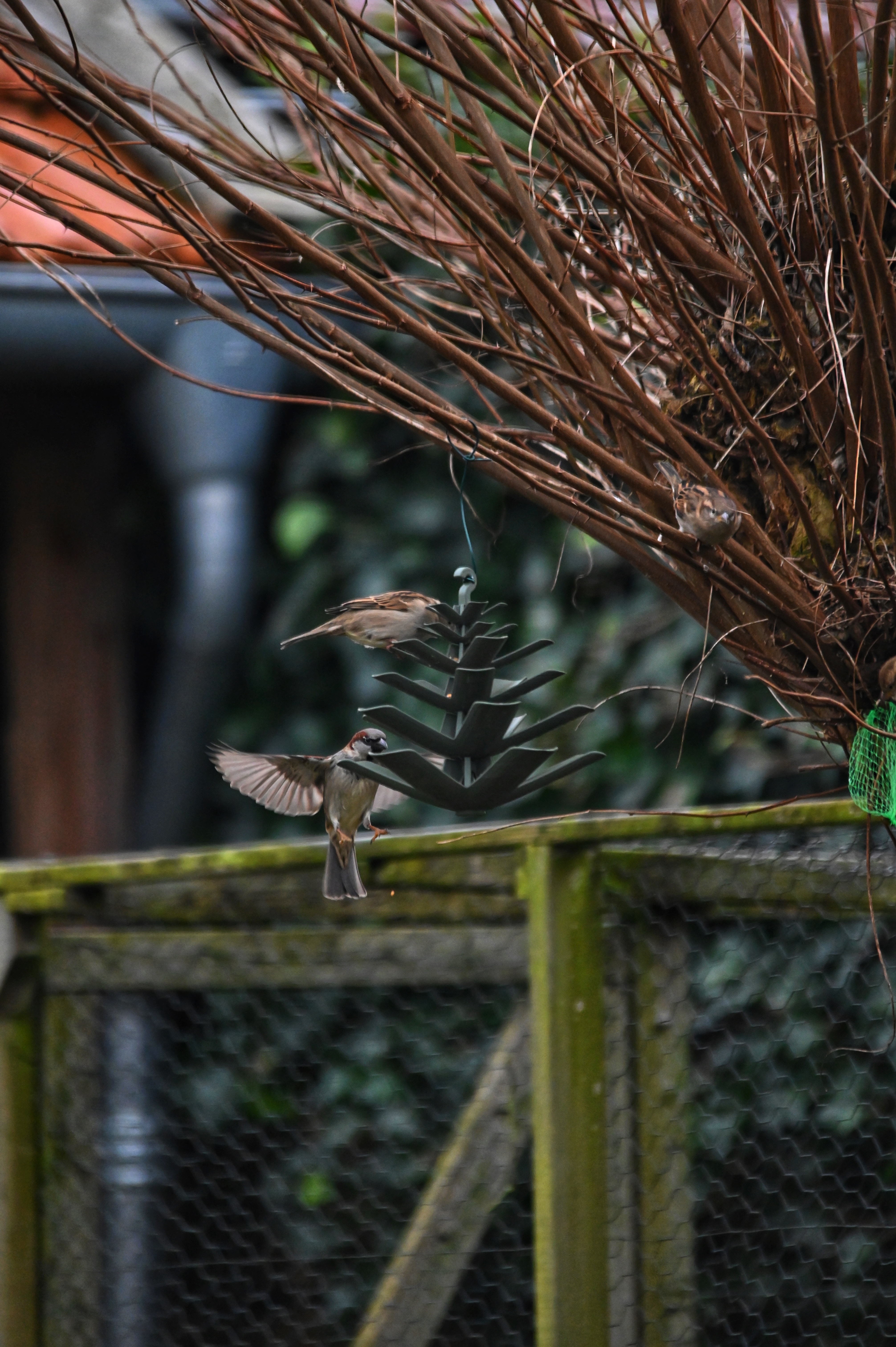 Birdfeeder pinecone — thumbnail 2