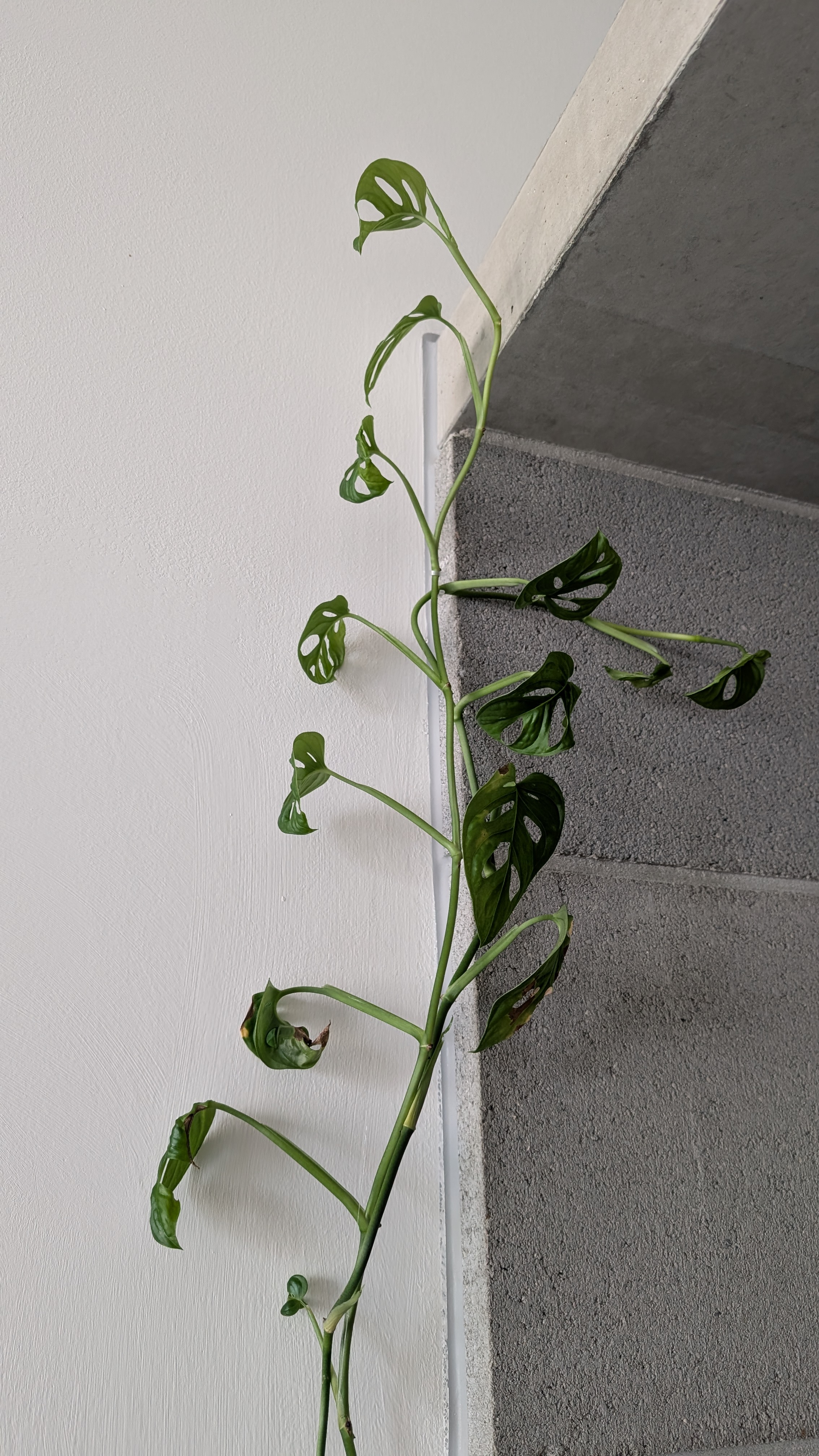 Orchid clip