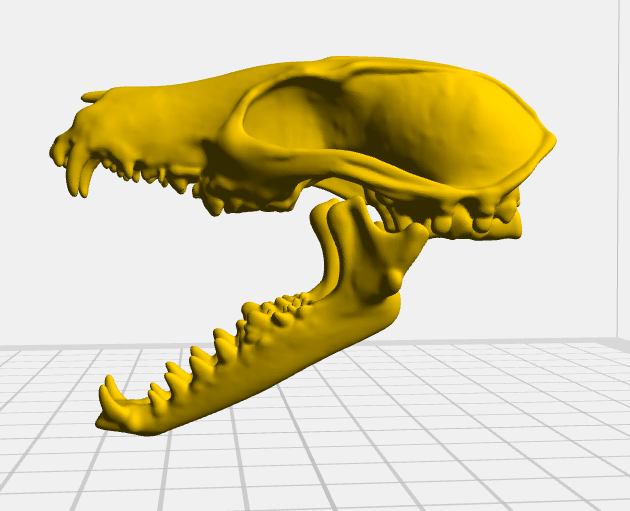 Red Fox Skull