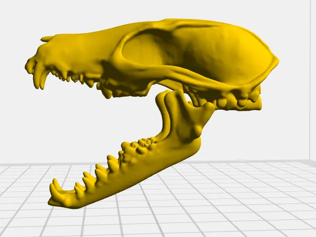 Red Fox Skull
