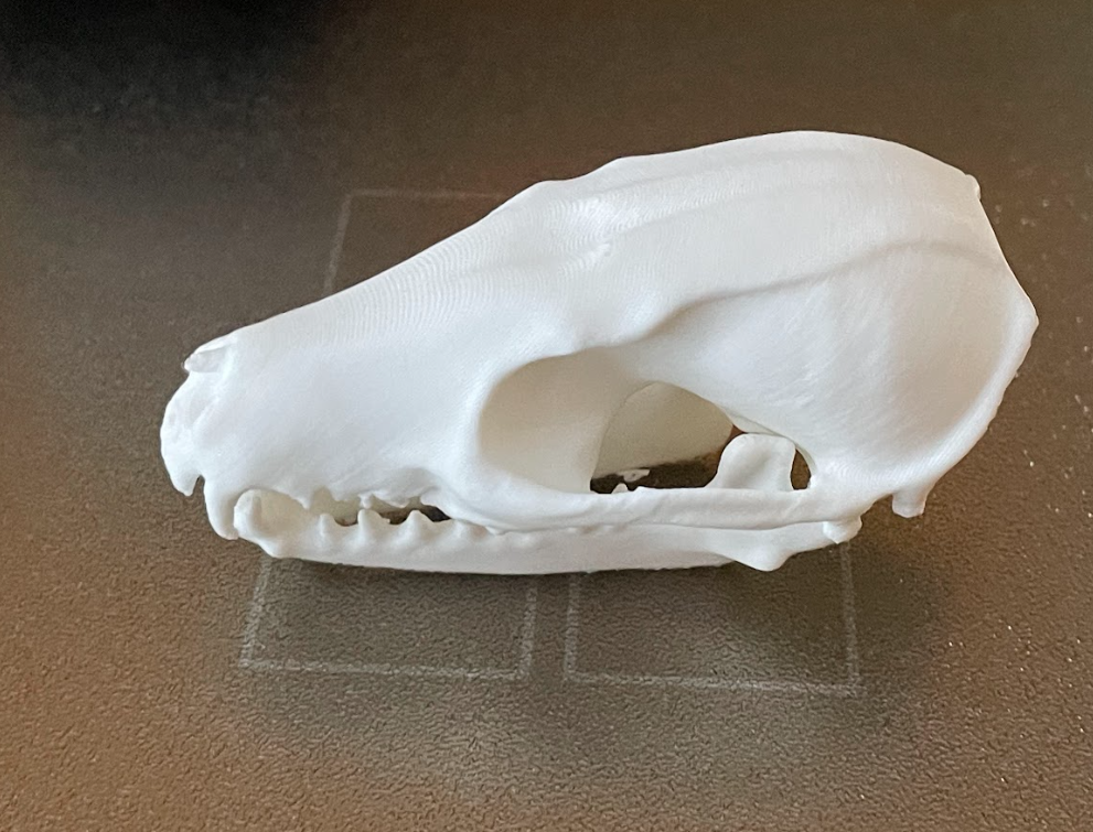 Miniatura 2 do modelo 3D Red Fox Skull