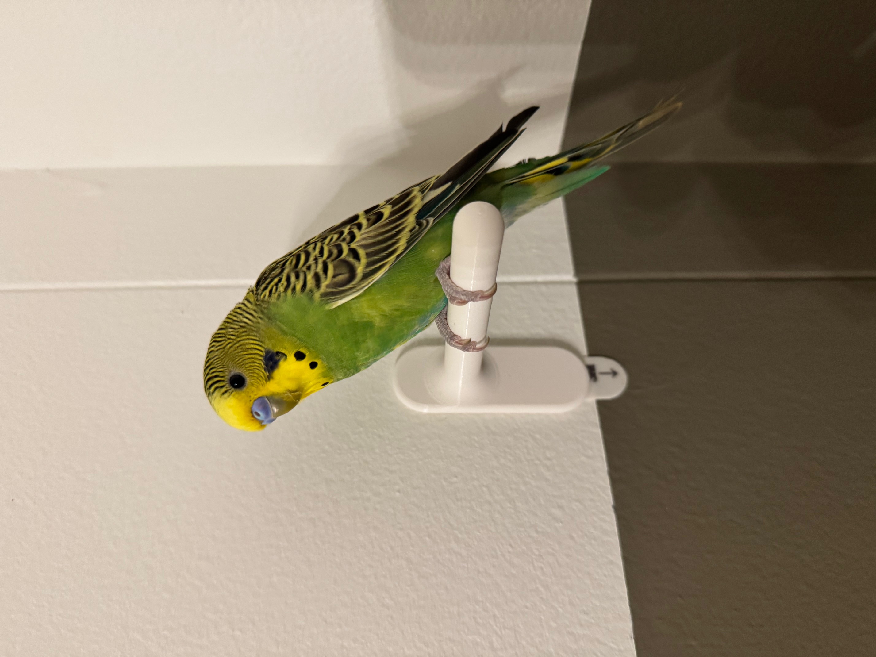 lil bird perch