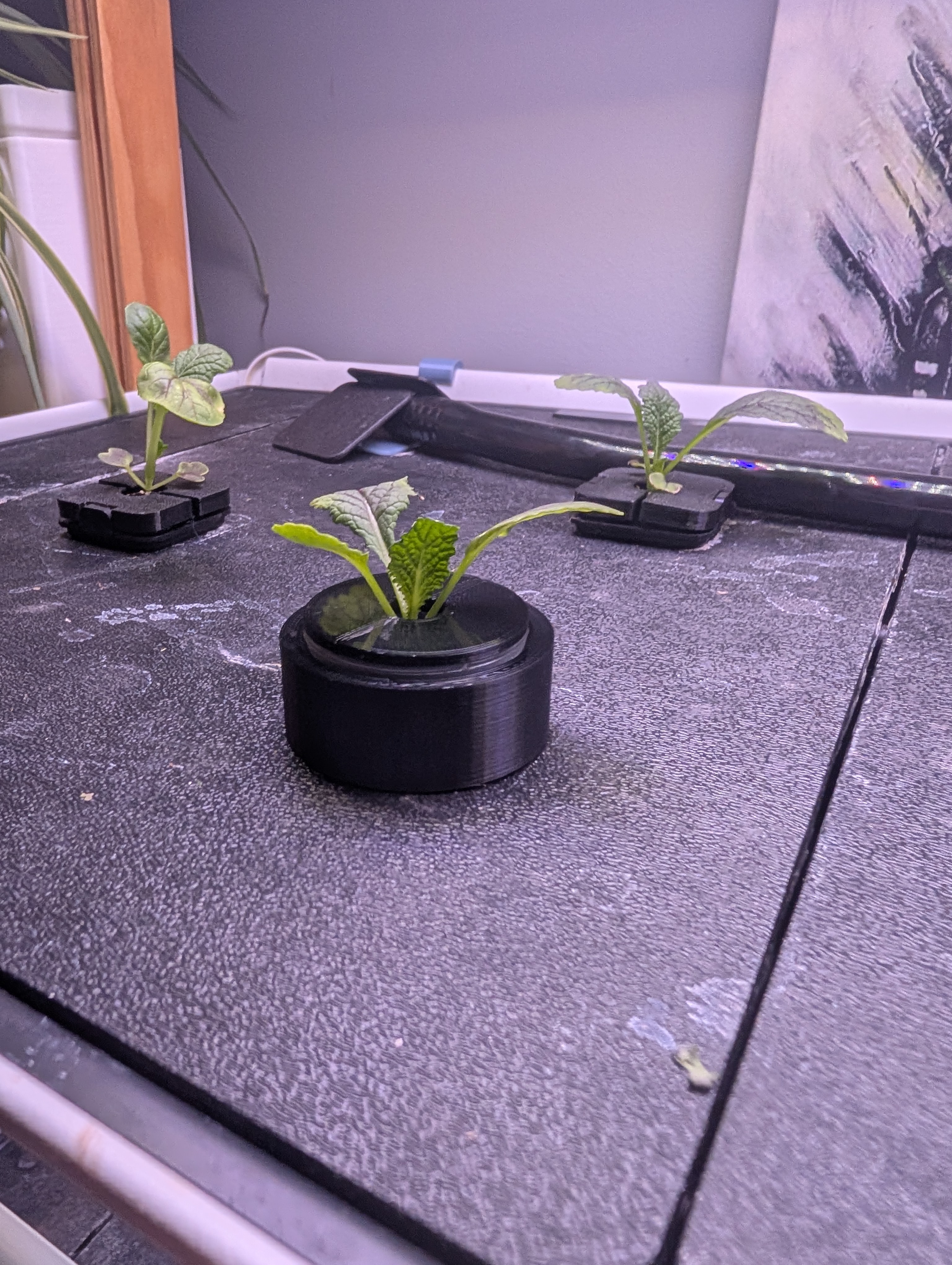 Rise Garden to Aerogarden Net pots conversion