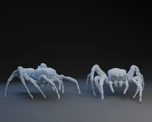 Jumping Spider