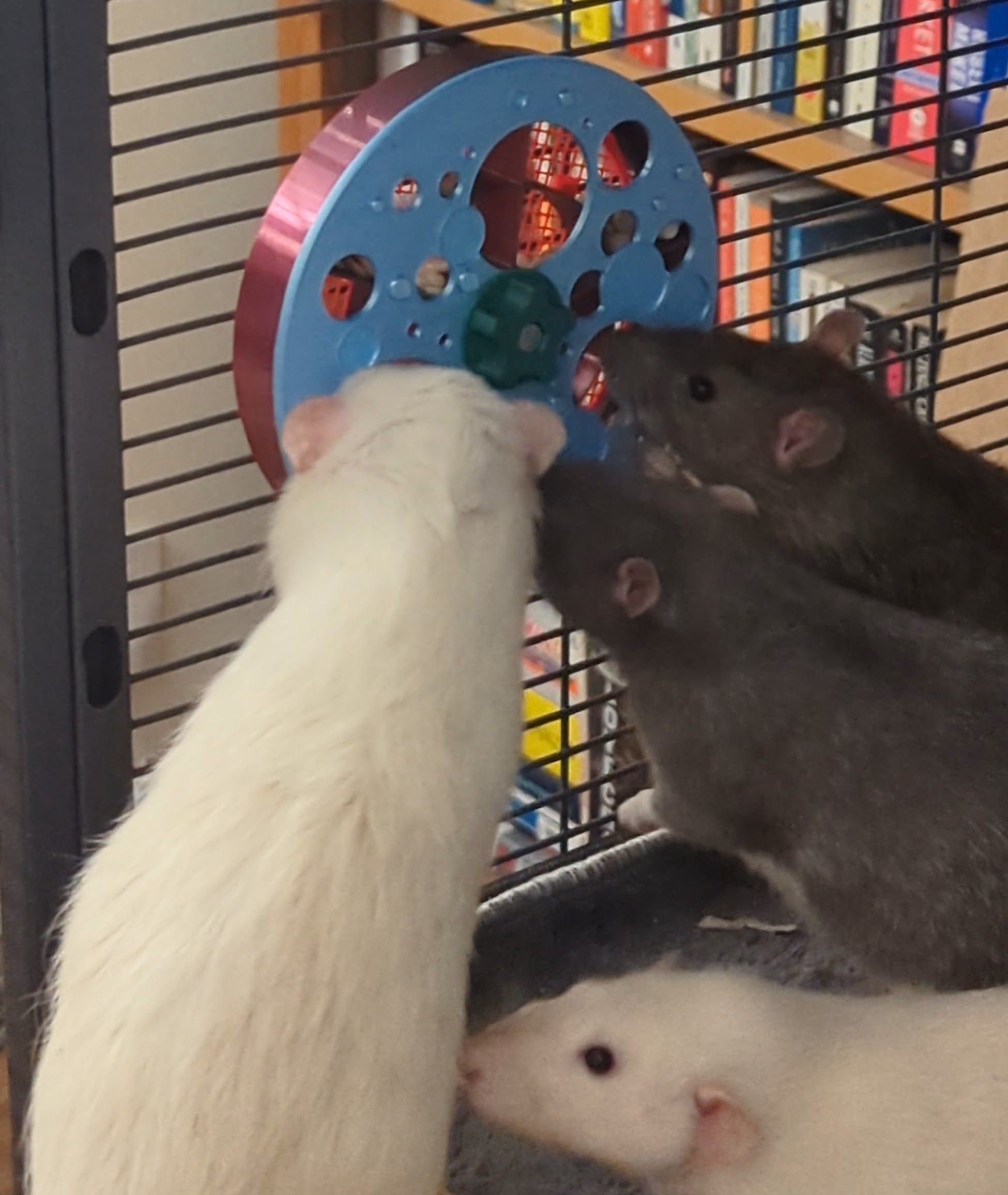 Ultimate Foraging Wheel for Rats