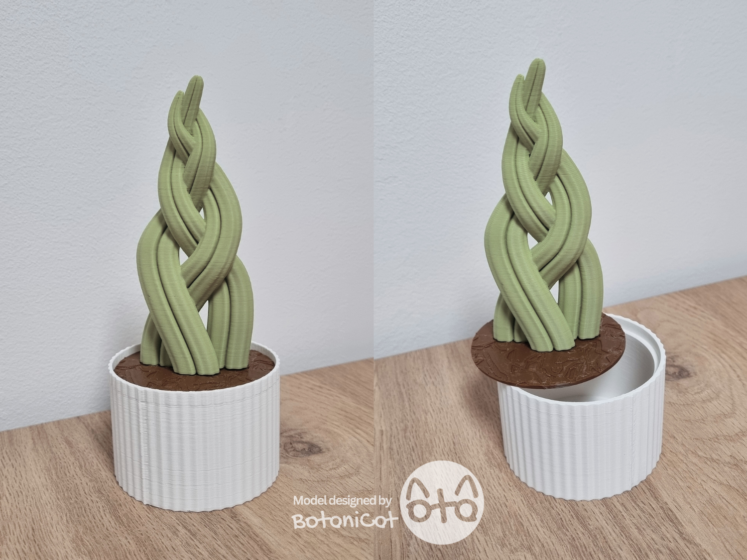 Succulents Box: Snake Plant Braid (S. Cylindrica)