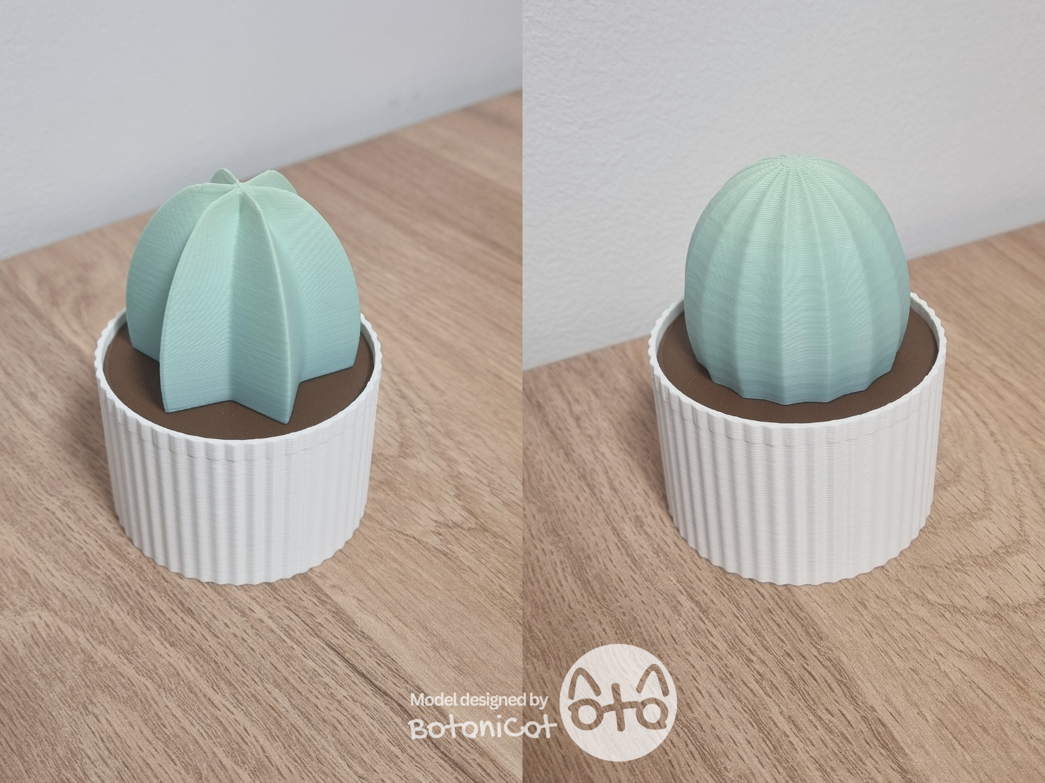 Succulents Box: Basic Cacti