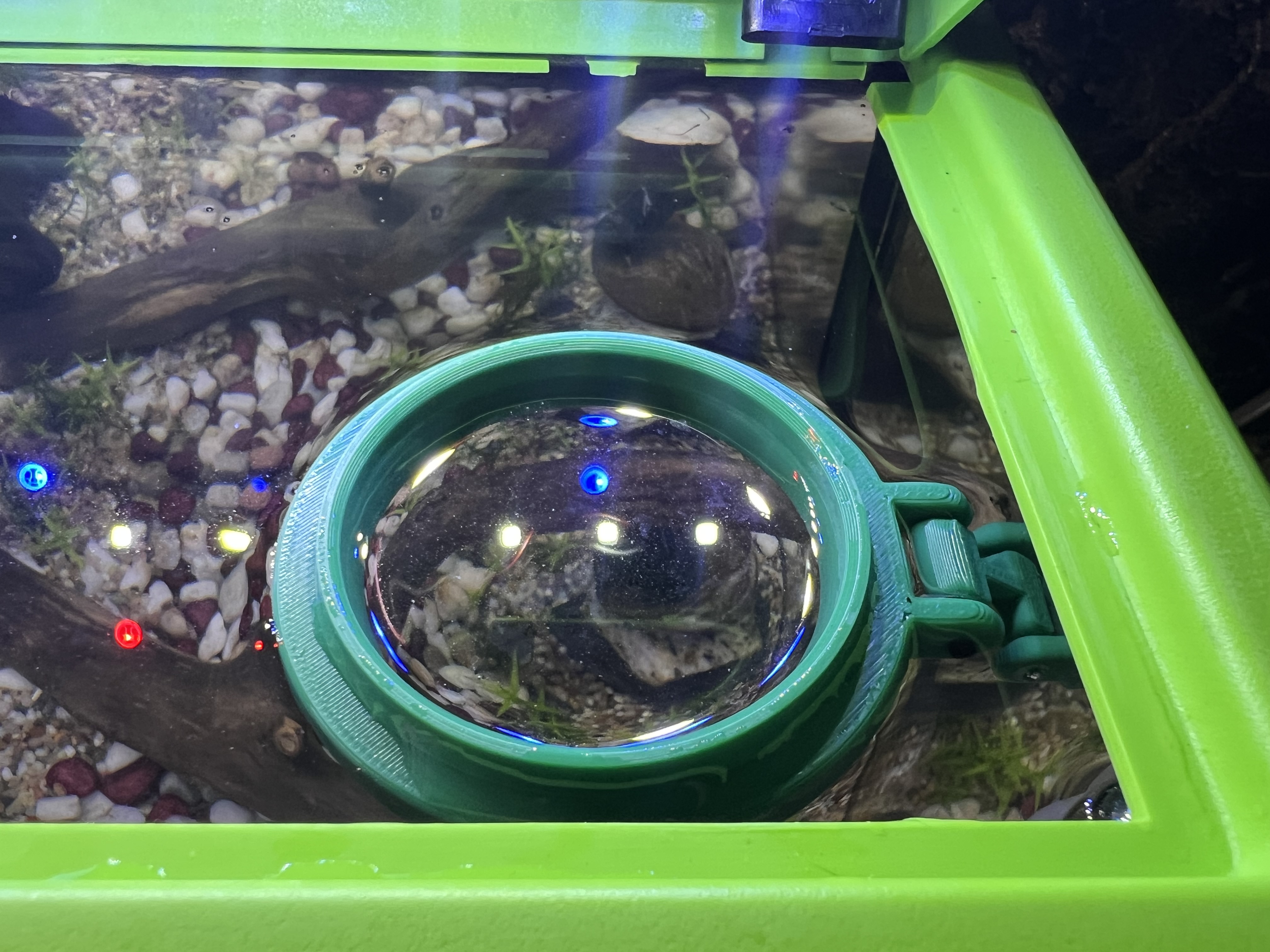 Fish Feeding Ring