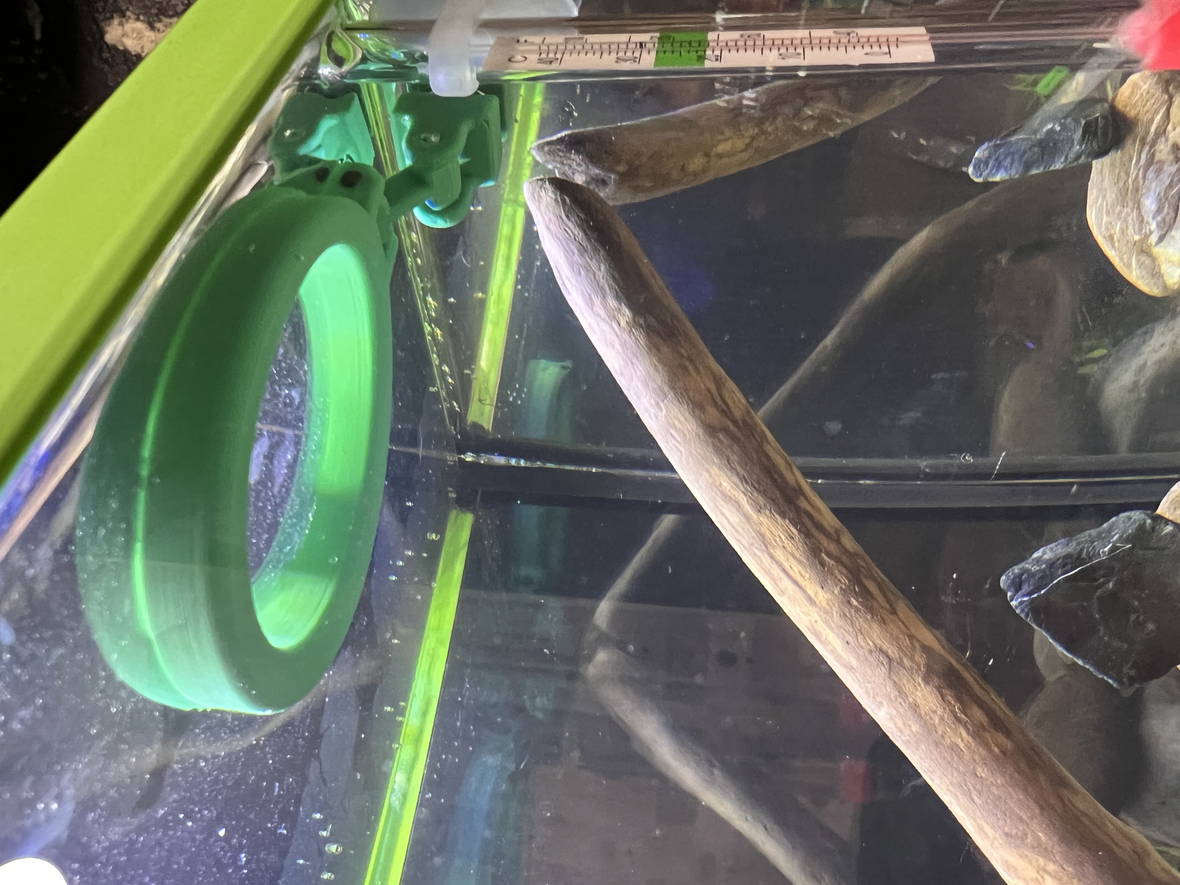 Fish Feeding Ring — thumbnail 2