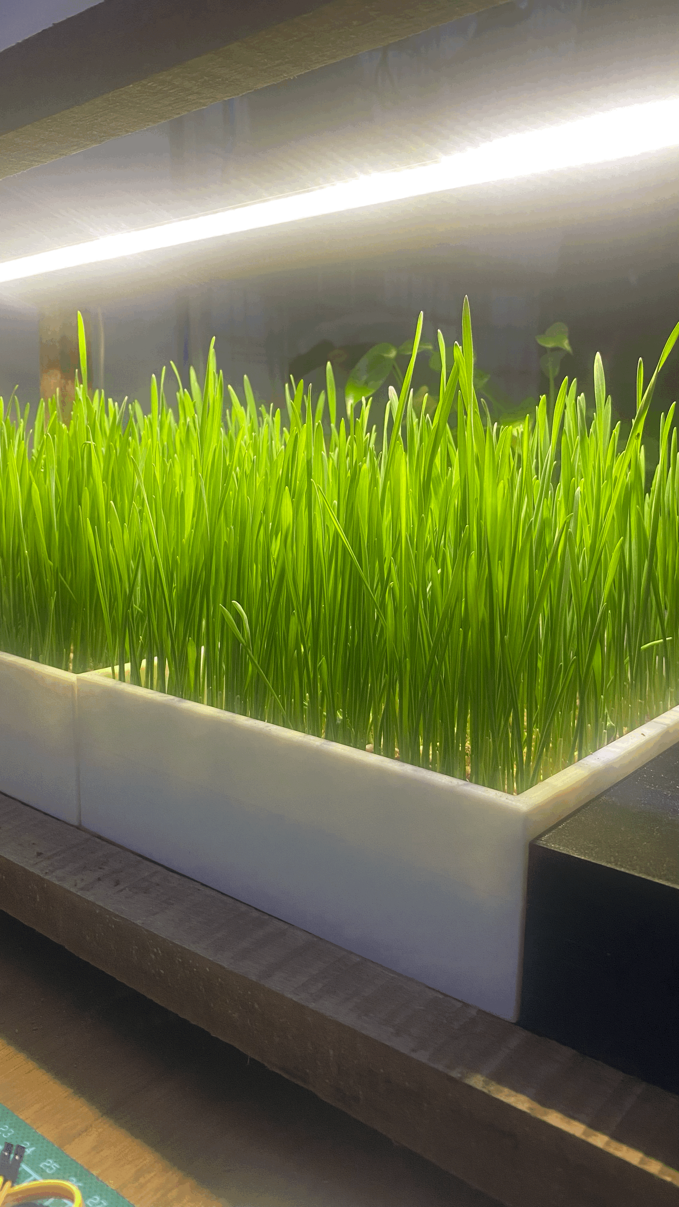Simple Box for Indoor Microgreens