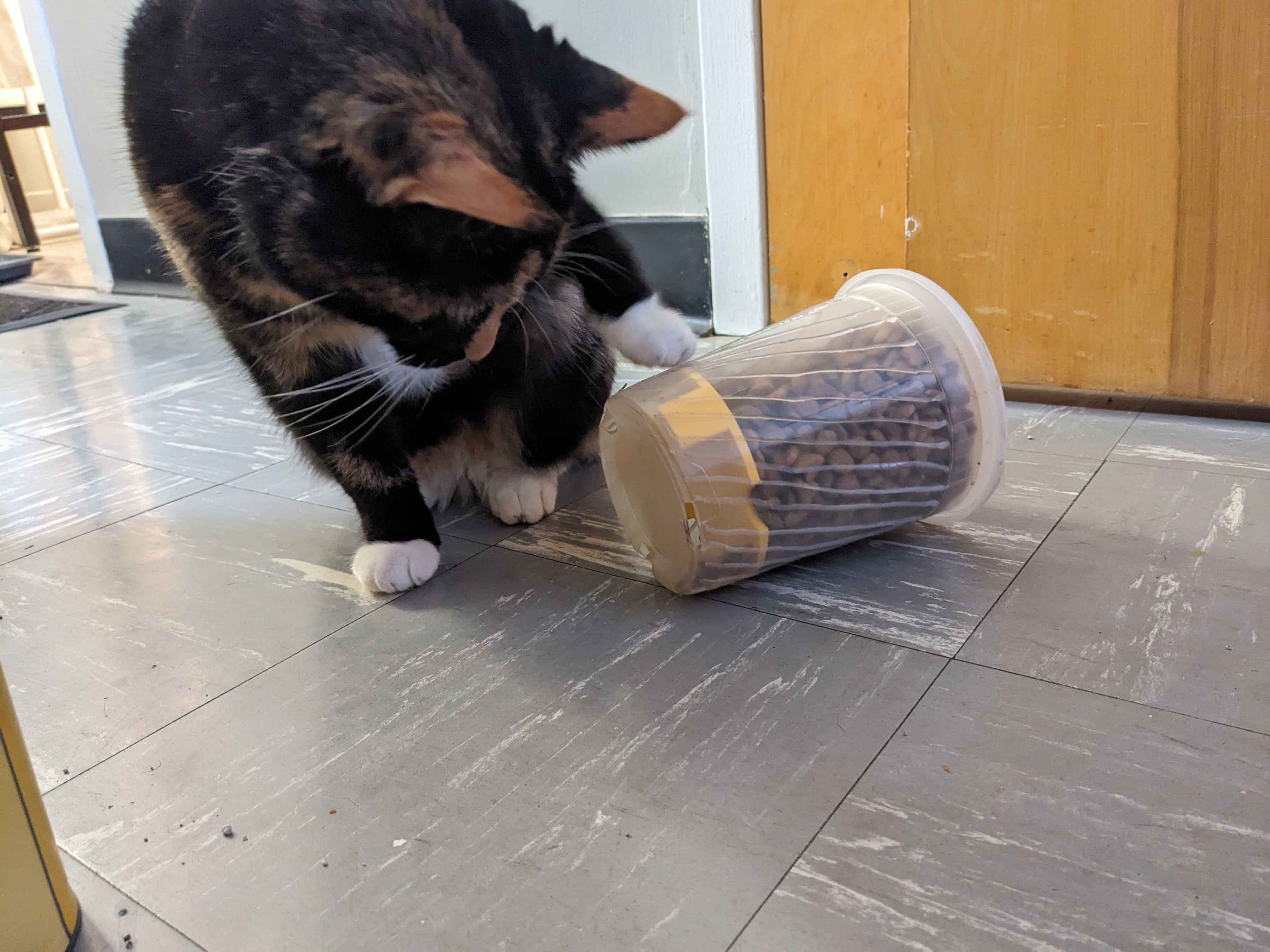 Cat slow feeder — thumbnail 4