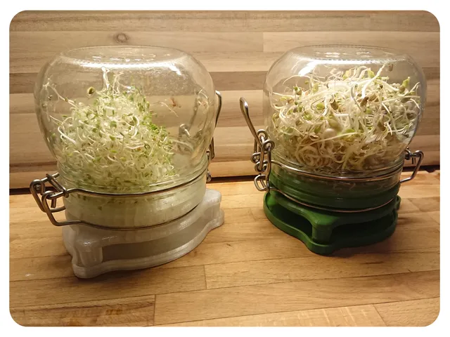 Sprouting Jar - IKEA KORKEN