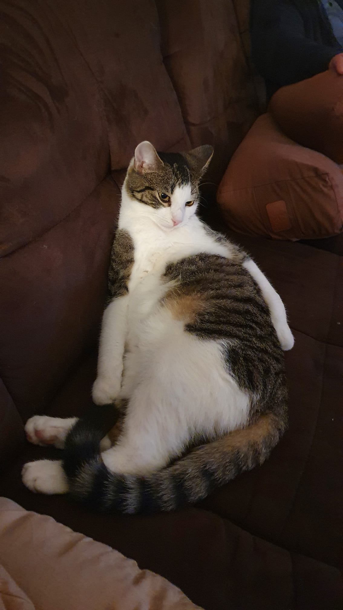 Lithophane of my fat ass cat
