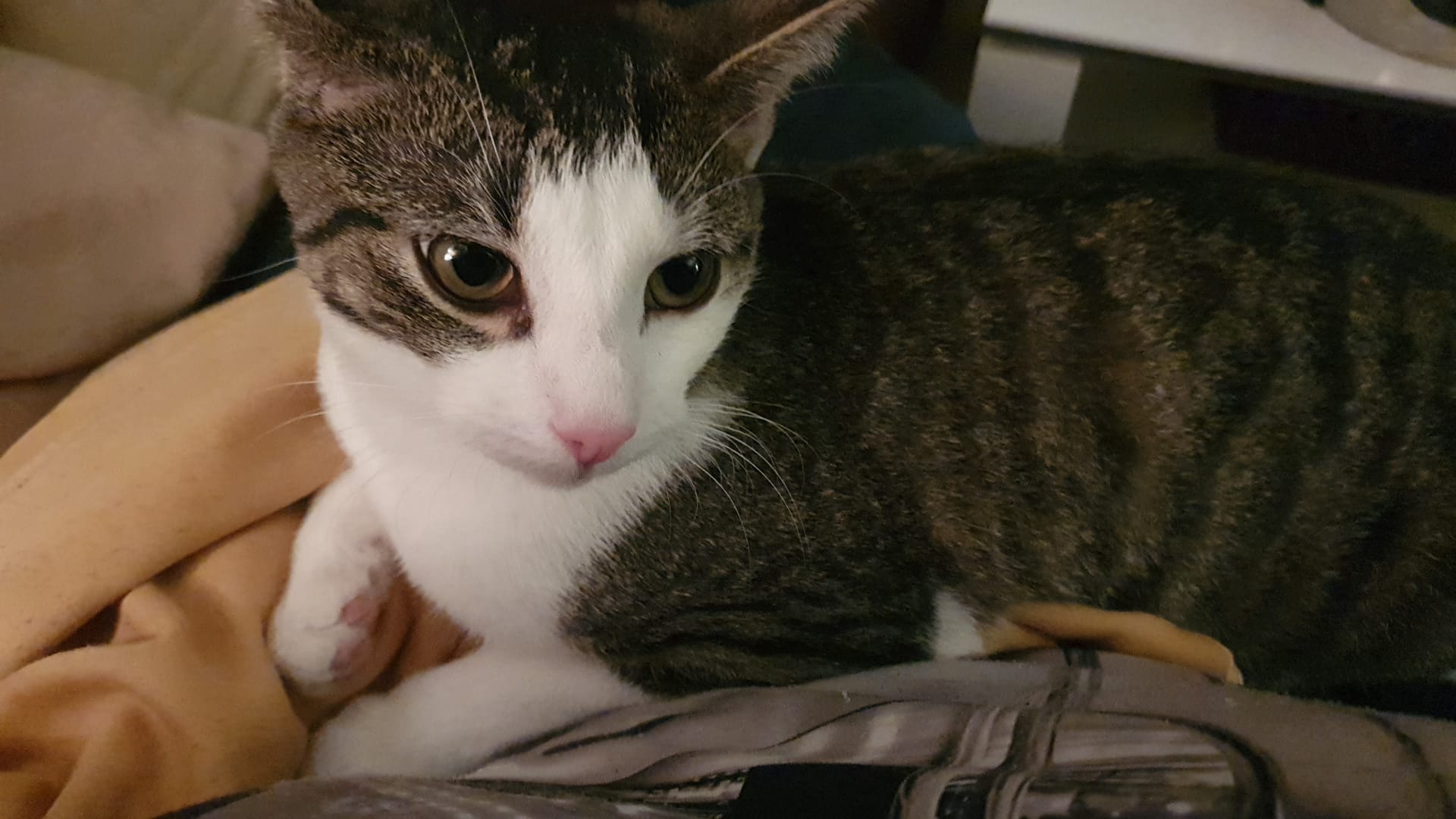 my normal ass cat Lithophane