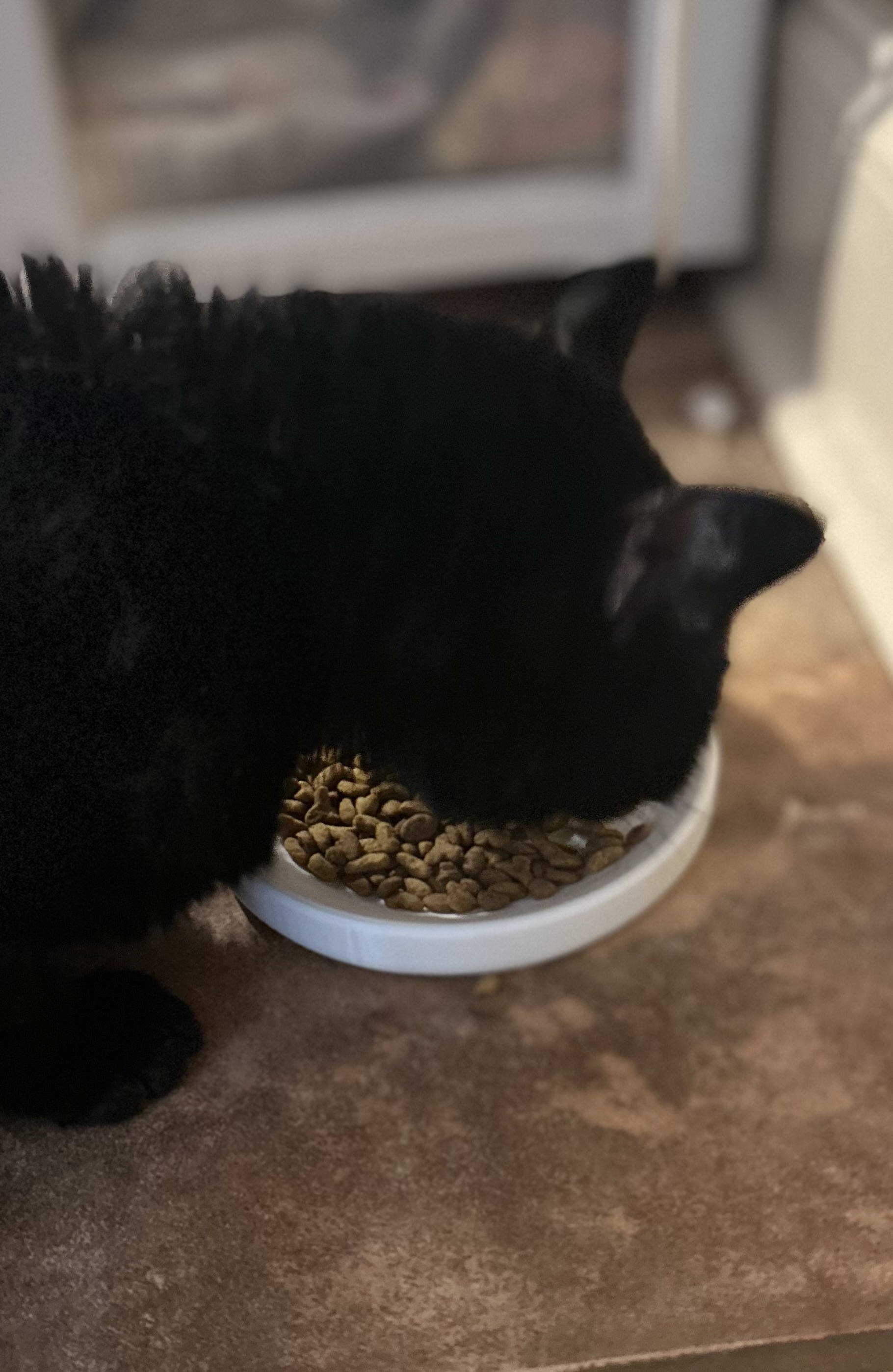 Low Food Bowl For Pets