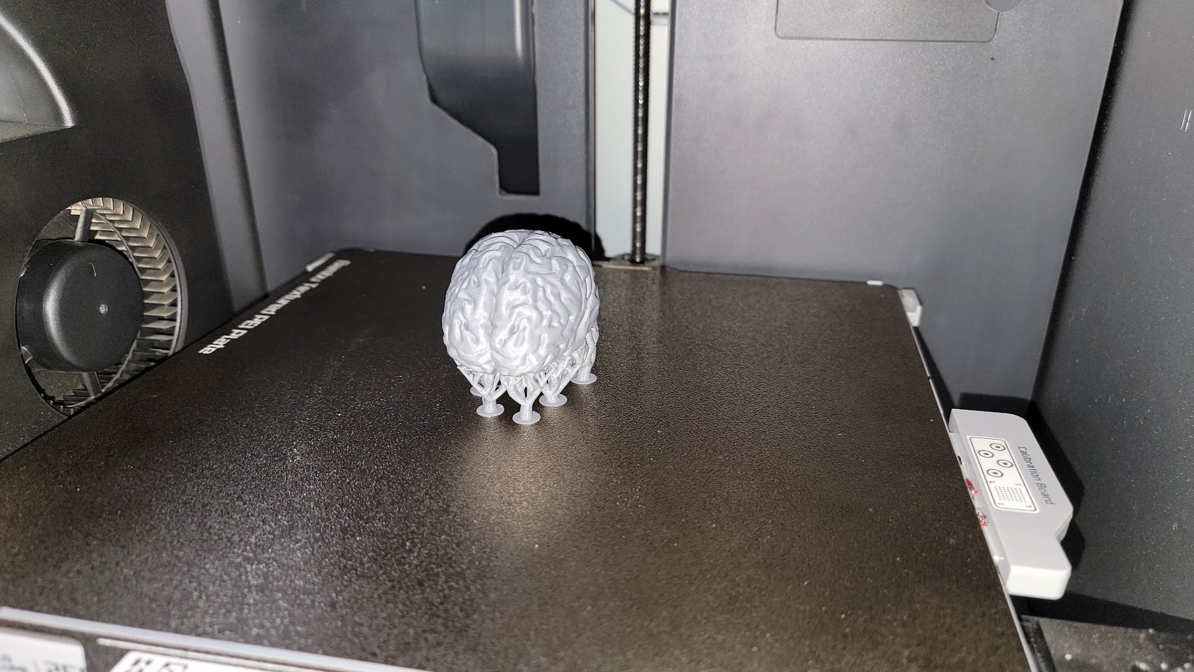 Human brain model — miniatura 2