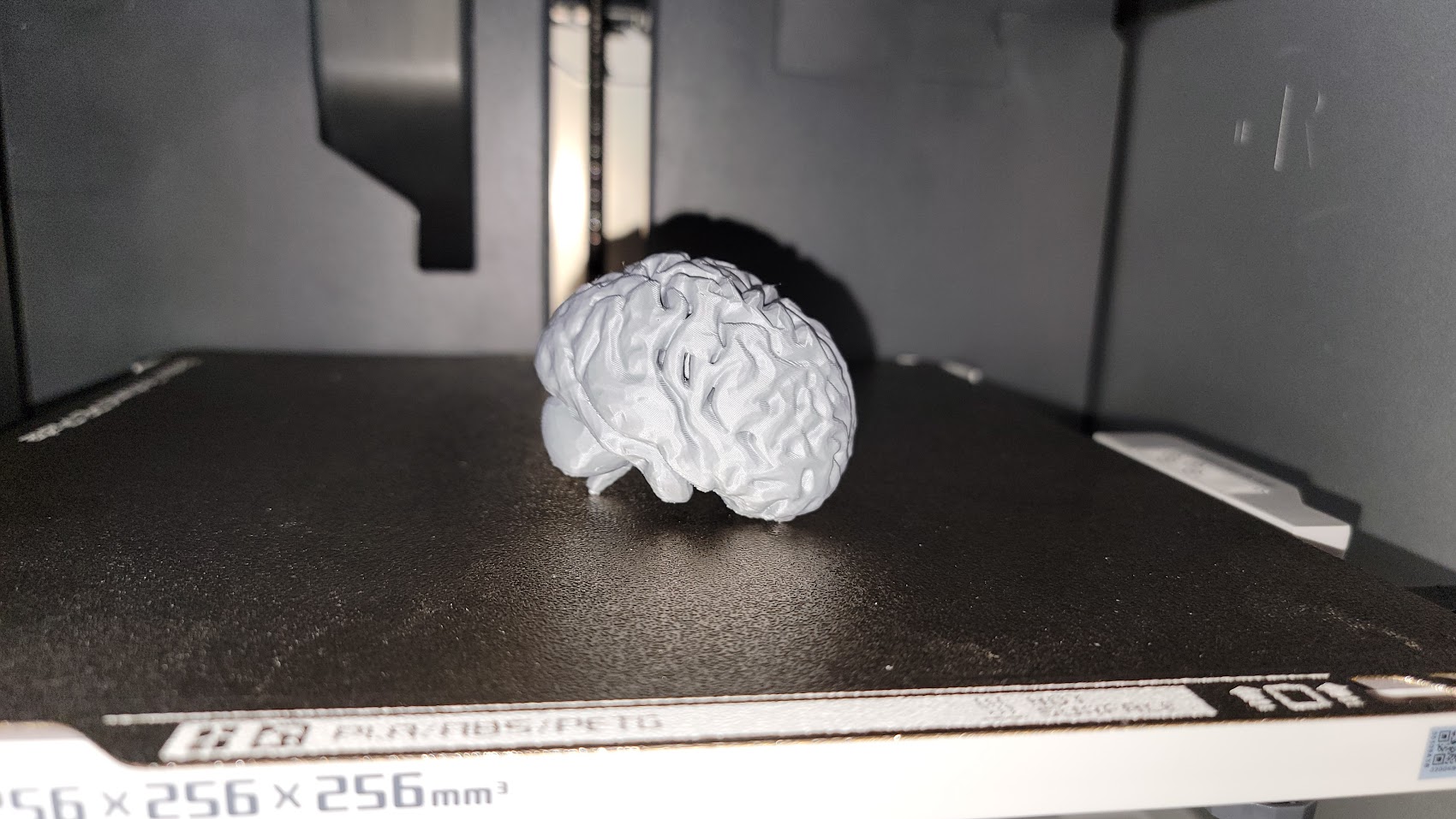 Human brain model