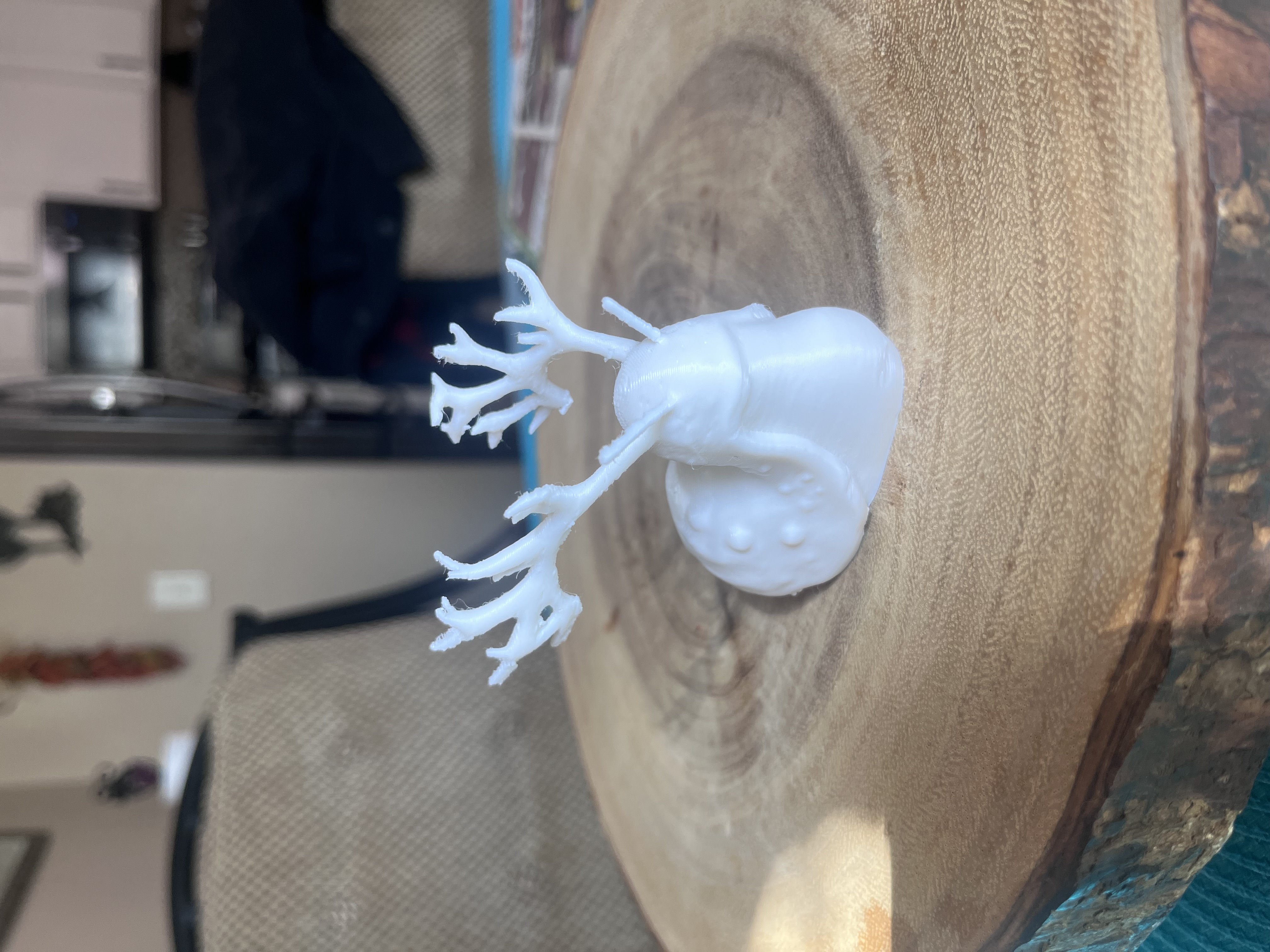 Horned Slug