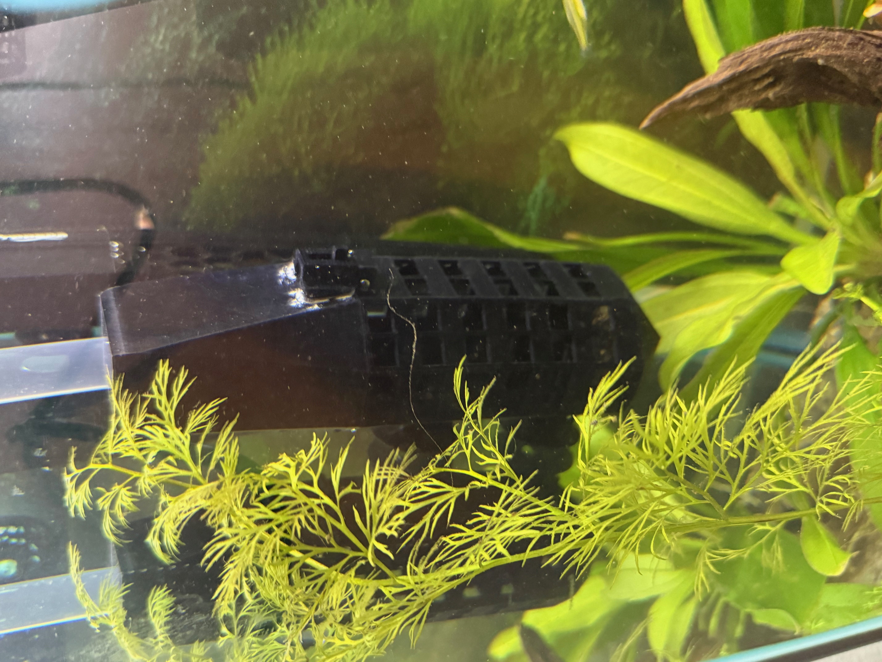 Aquatic Feeder Playhouse